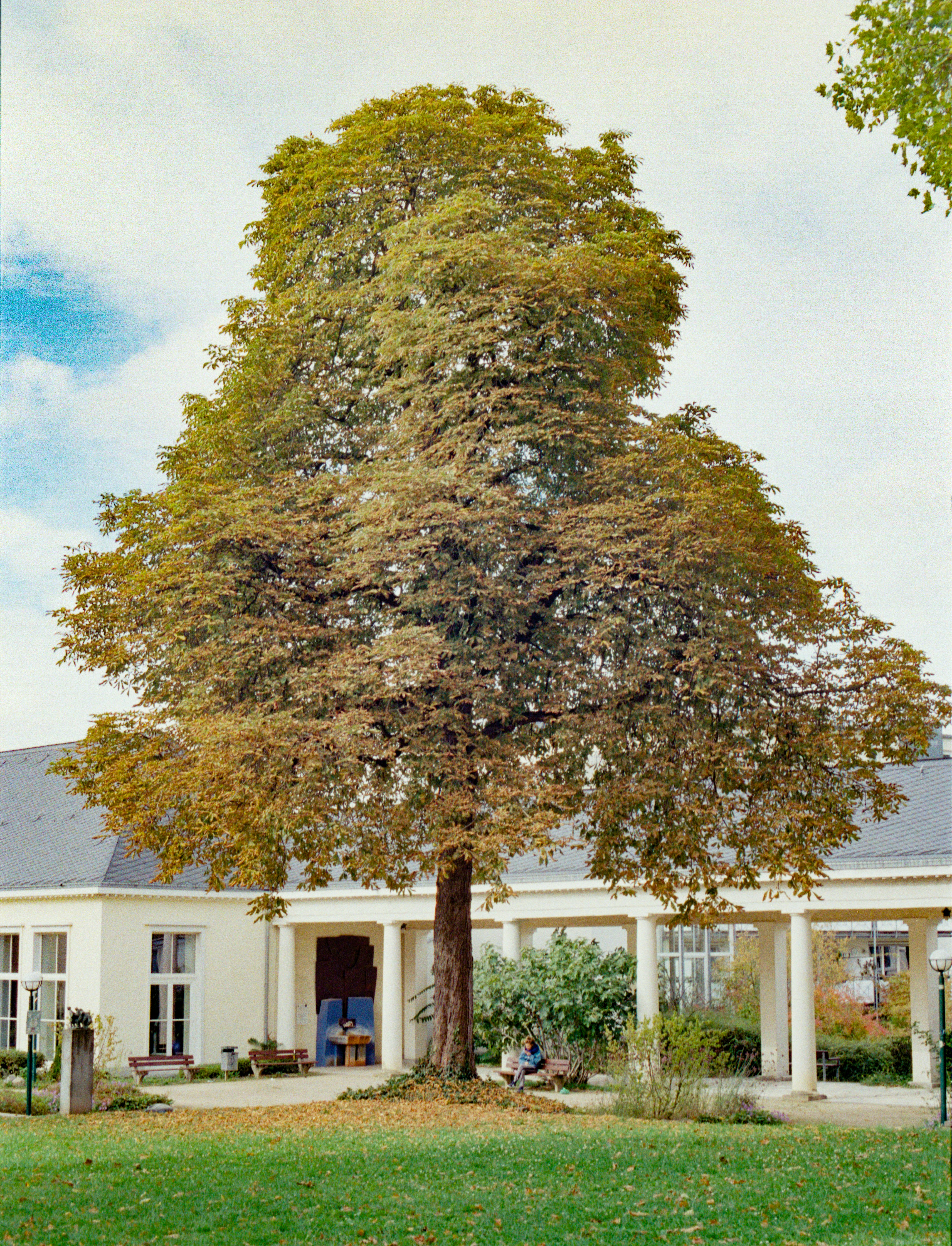 A house with a large tree in front of it photo – Free Königswinter ...