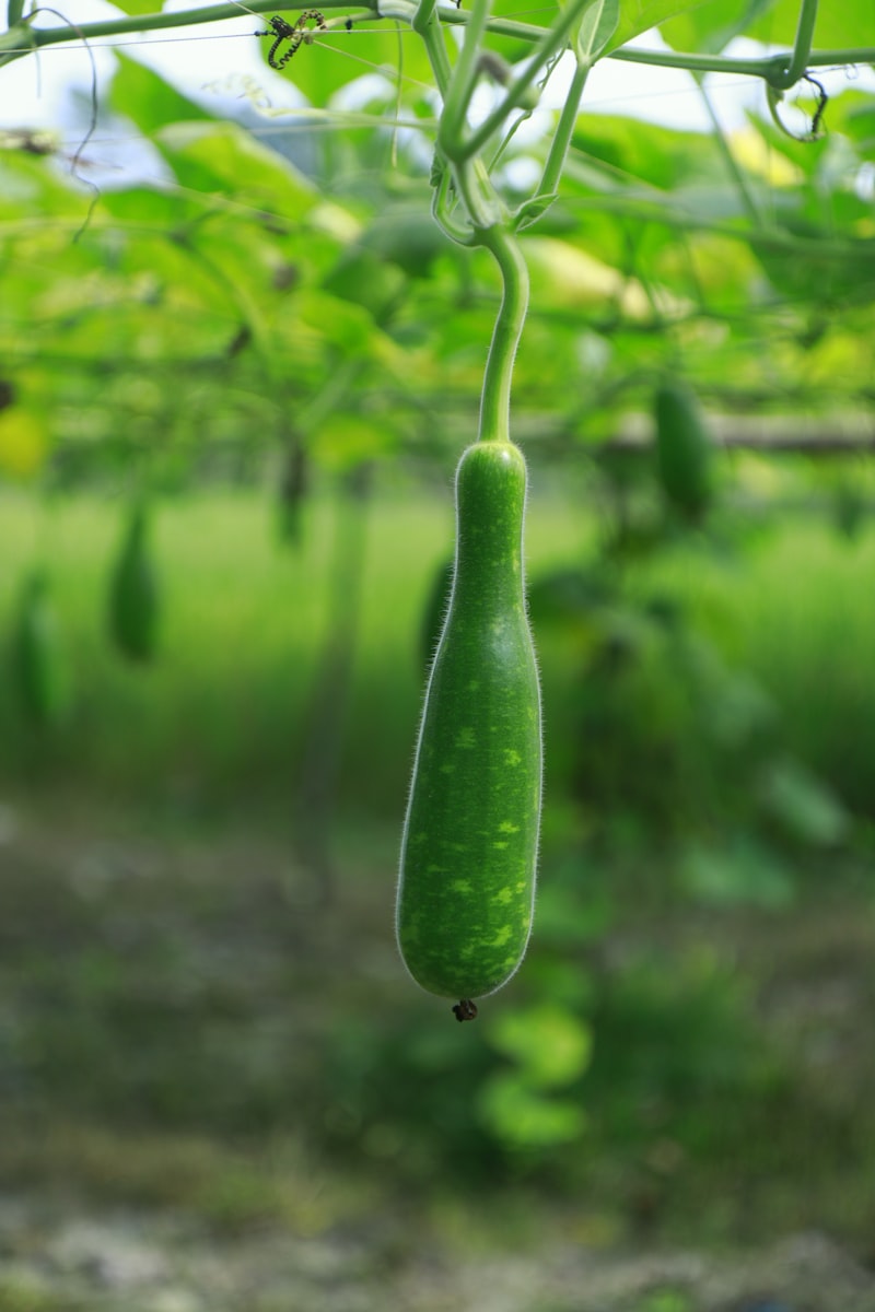 Bottle Gourd (Laow)