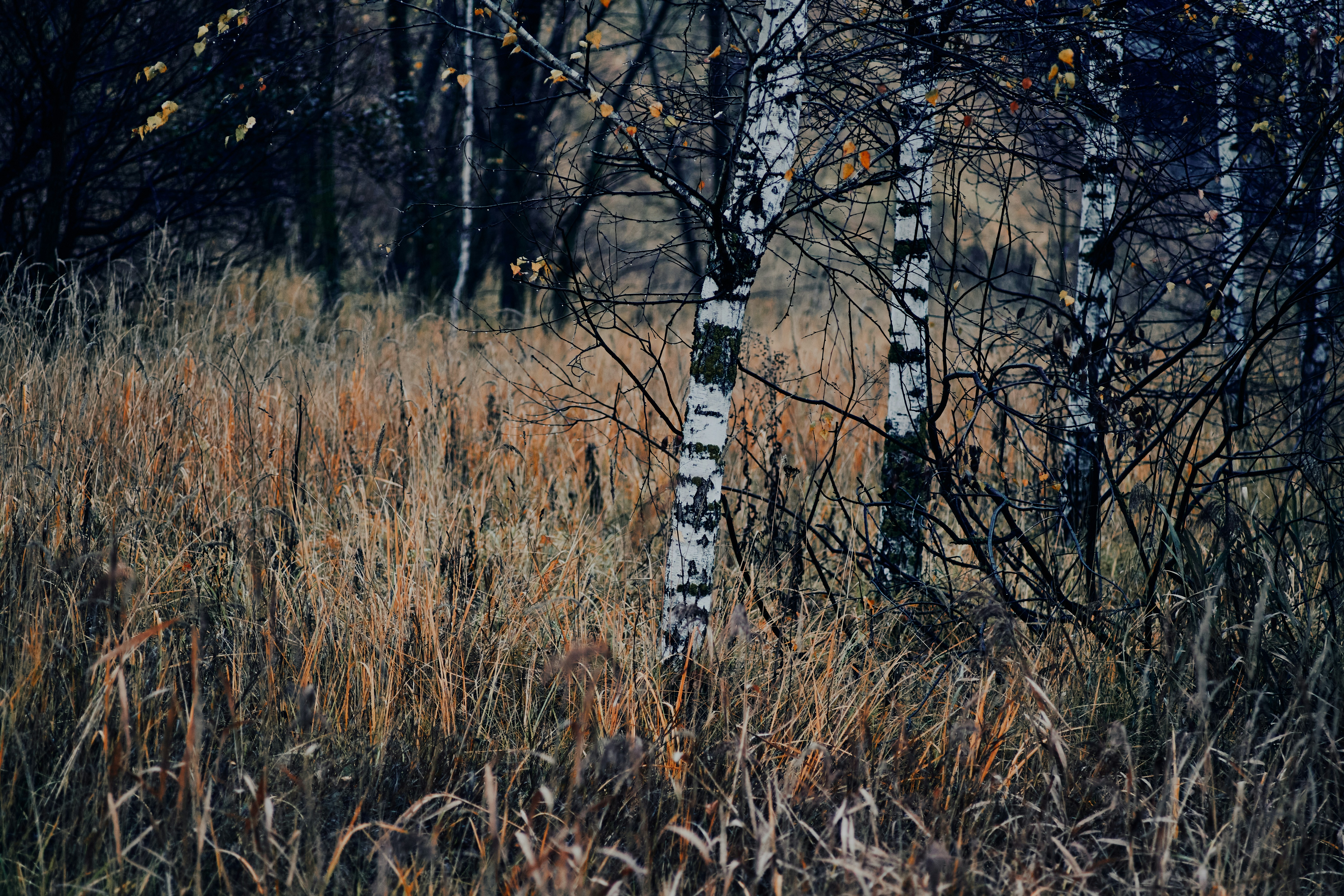 Photo by shaikhulud