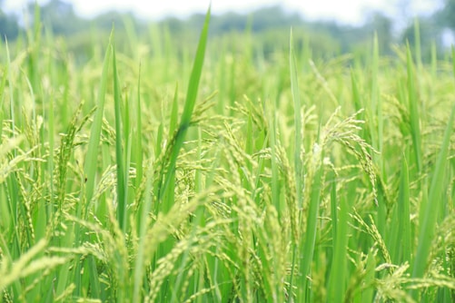 A field of green grass with trees in the background