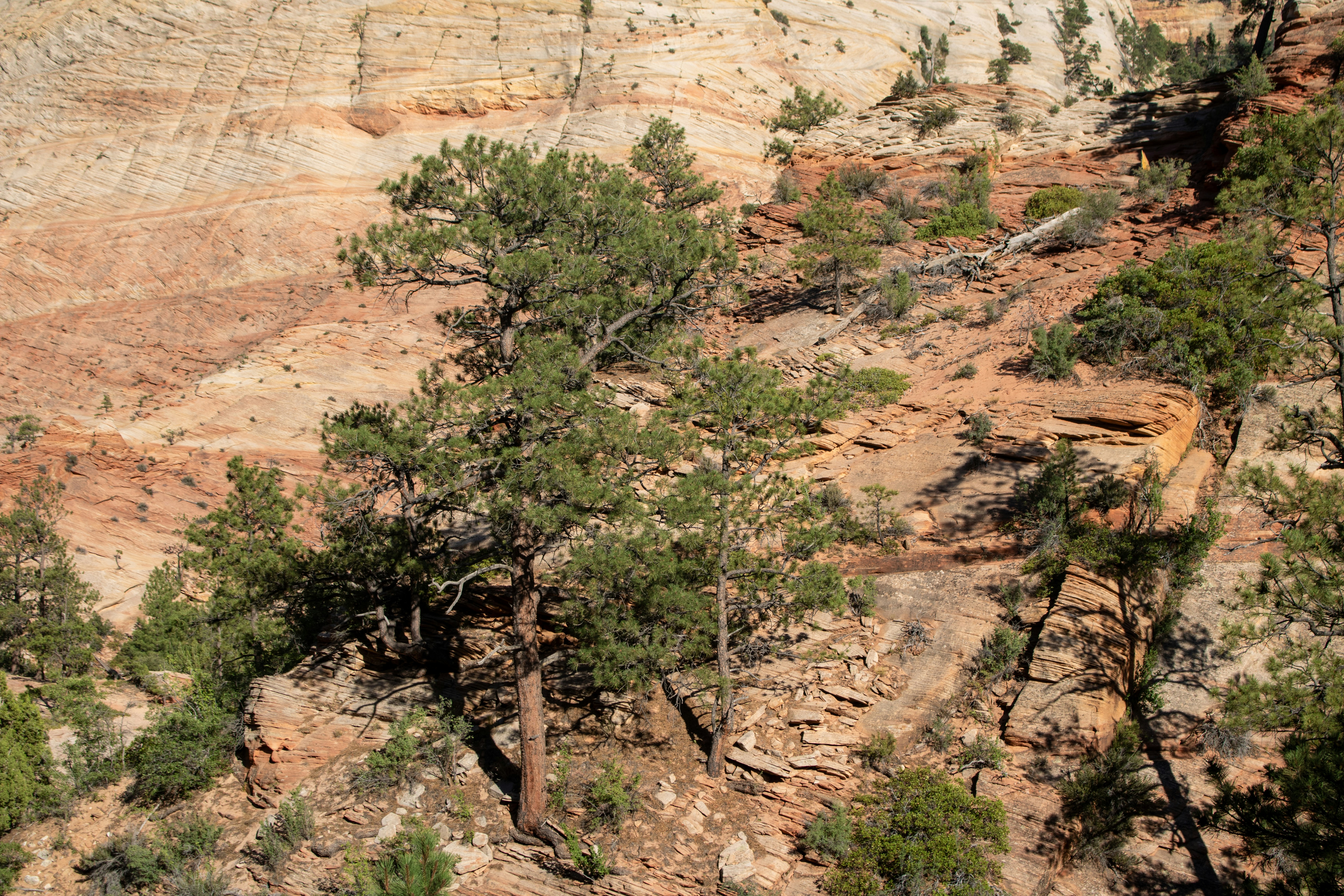 Photo by zoshuacolah