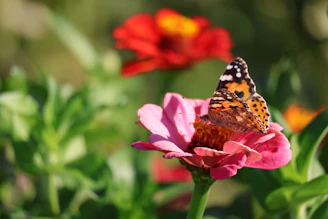 A butterfly sitting on top of a pink flower