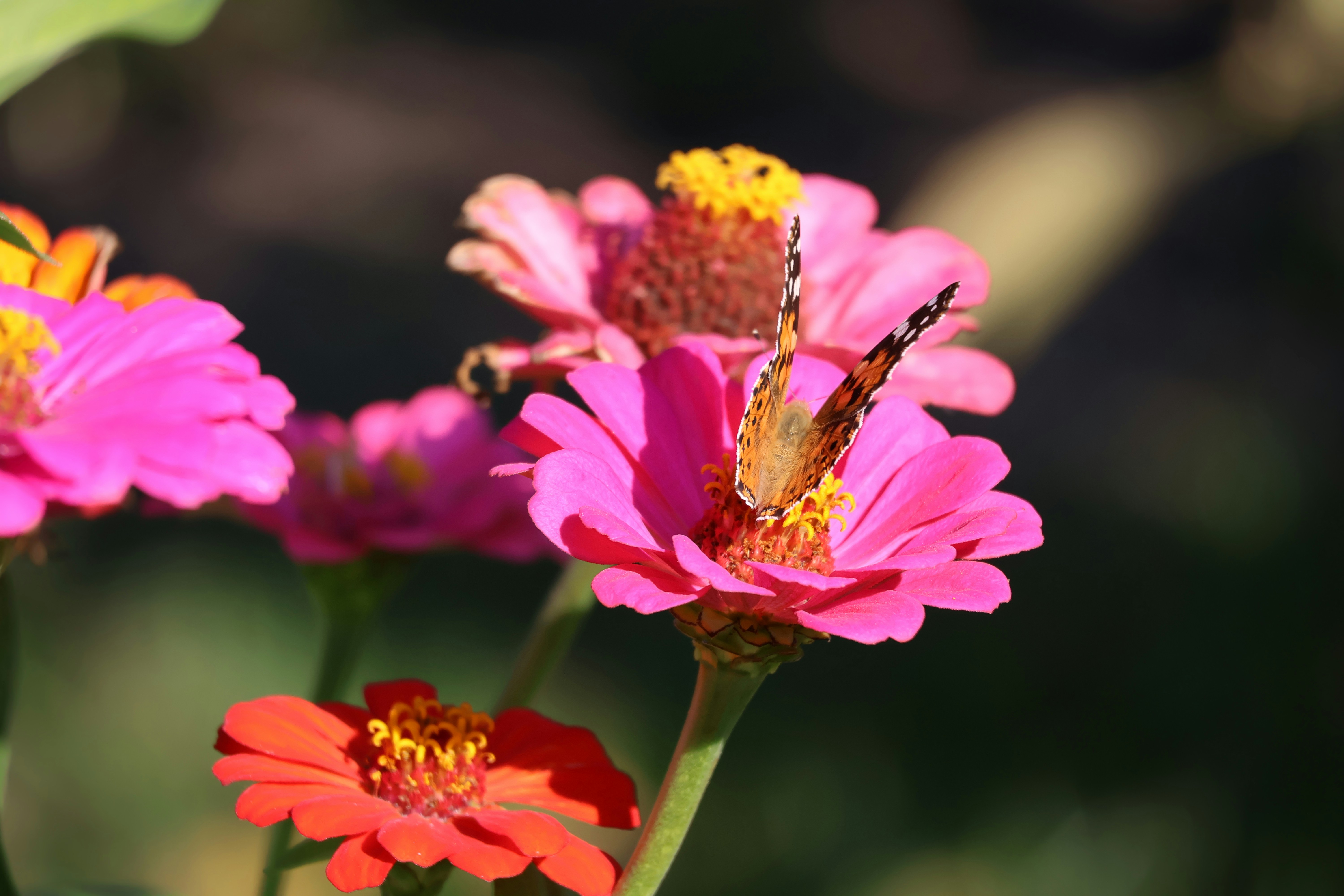 native pollinator garden with butterflies and bees - landscaping services