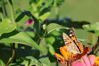 A butterfly sitting on top of a pink flower