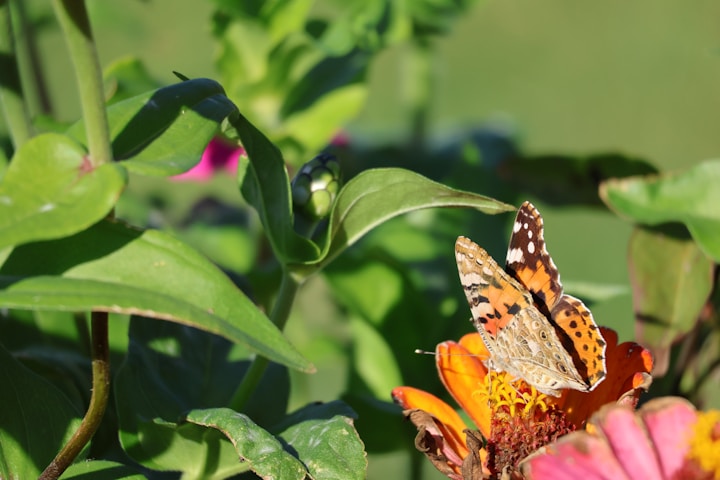 A butterfly sitting on top of a pink flower