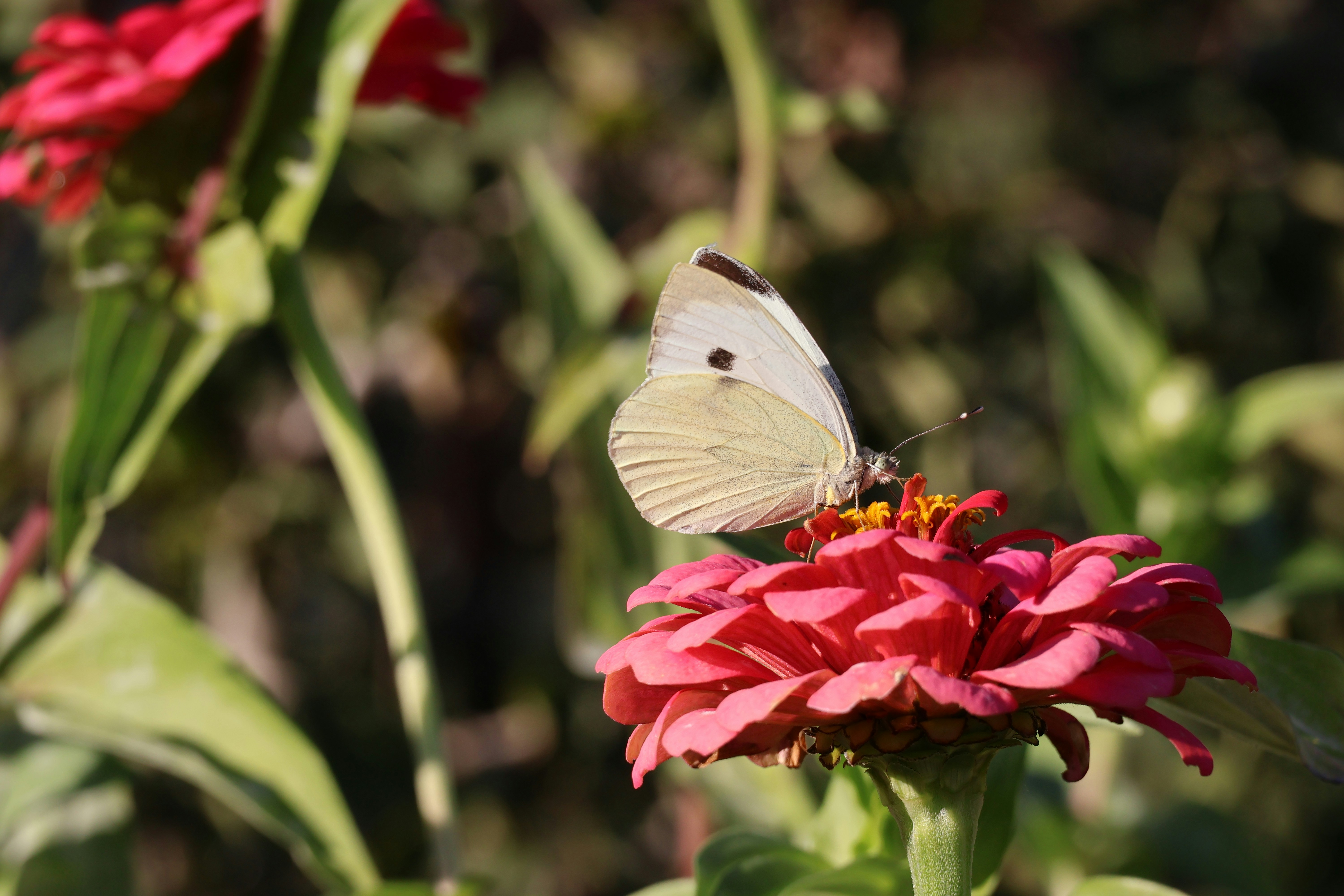 A white butterfly sitting on top of a red flower photo – Free Butterfly ...