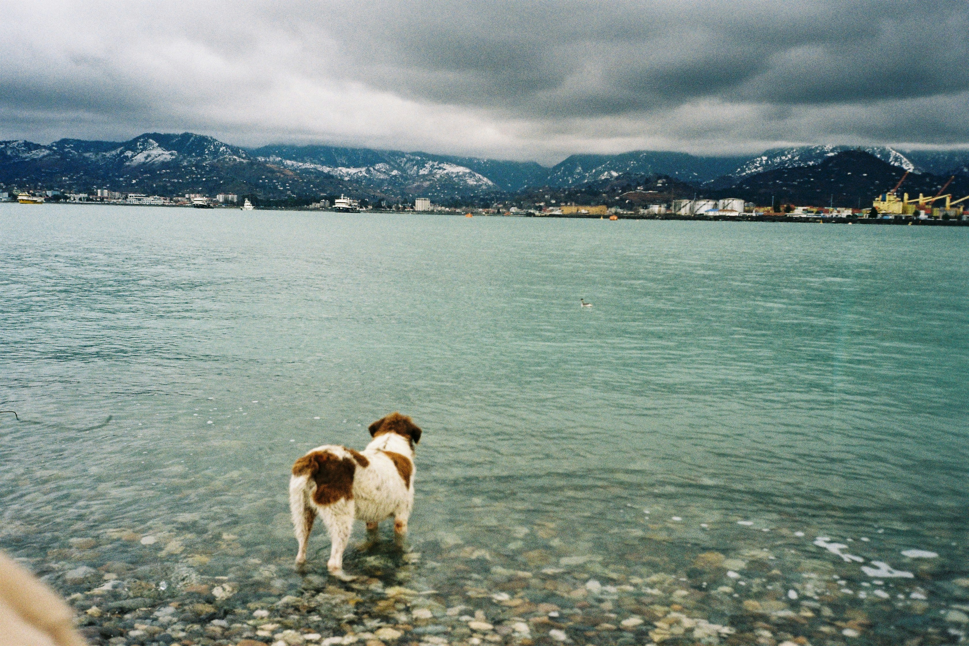 A brown and white dog standing on top of a rocky beach