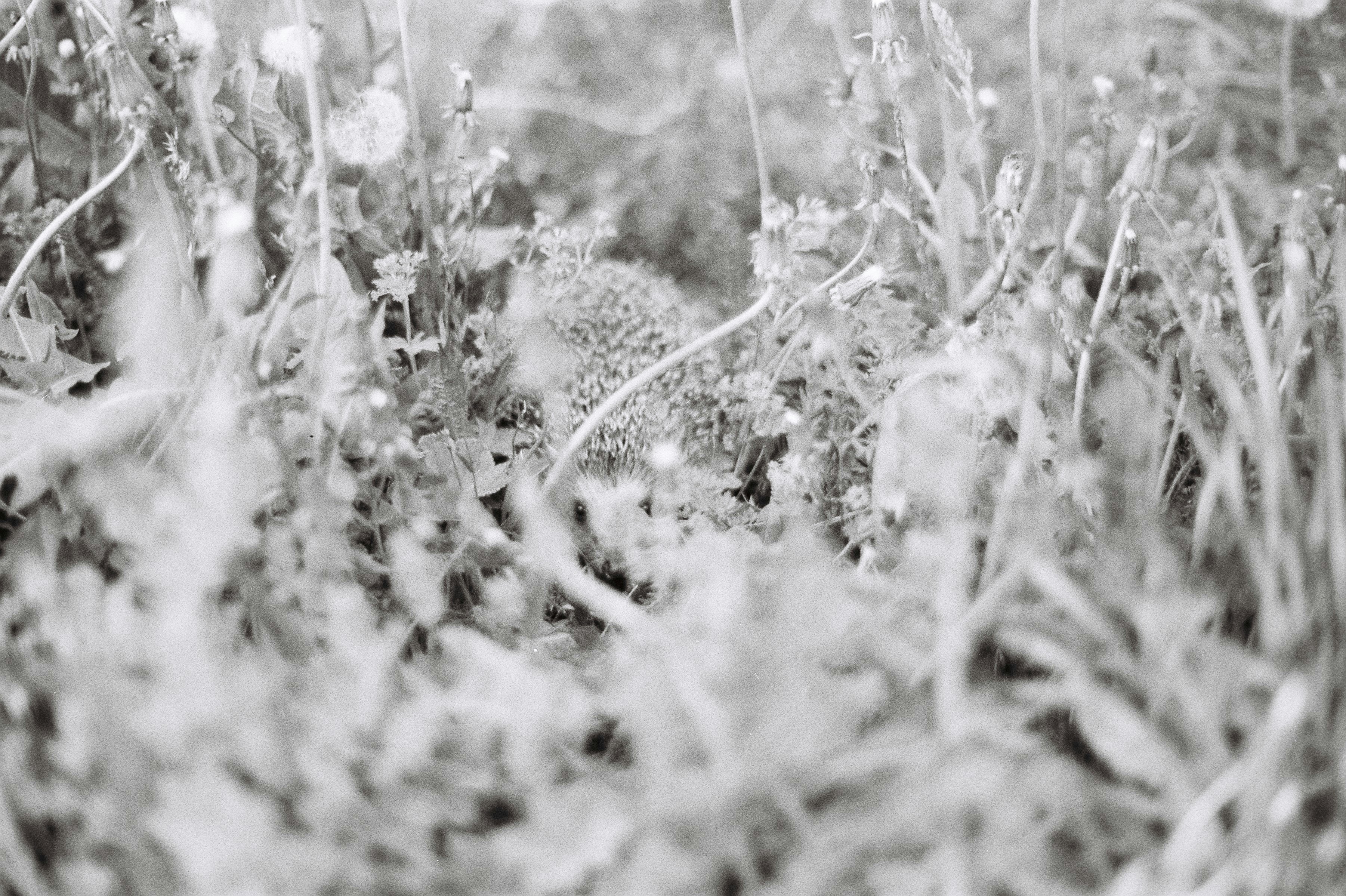 A black and white photo of some grass