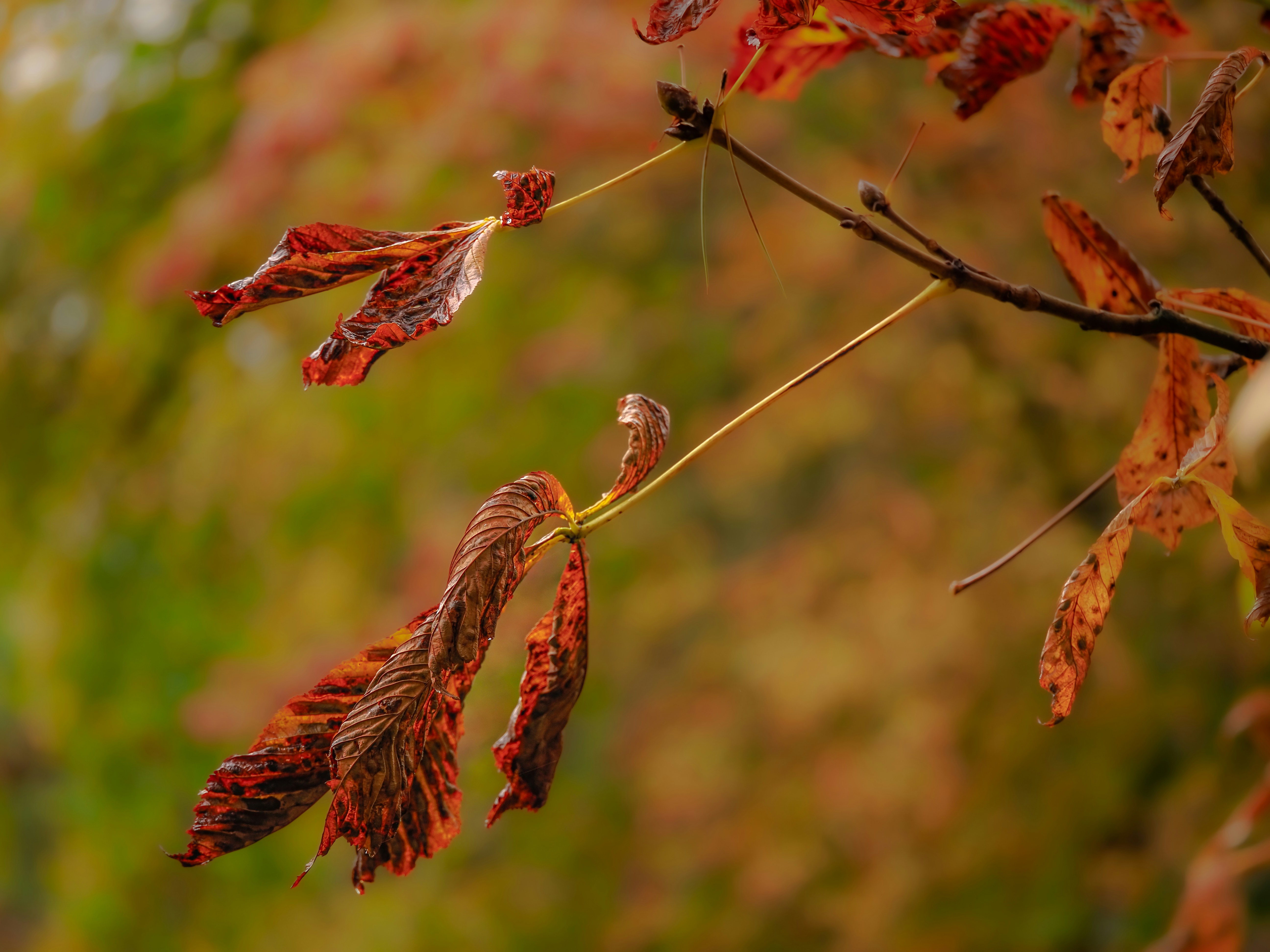 Photo by abushihabmarey