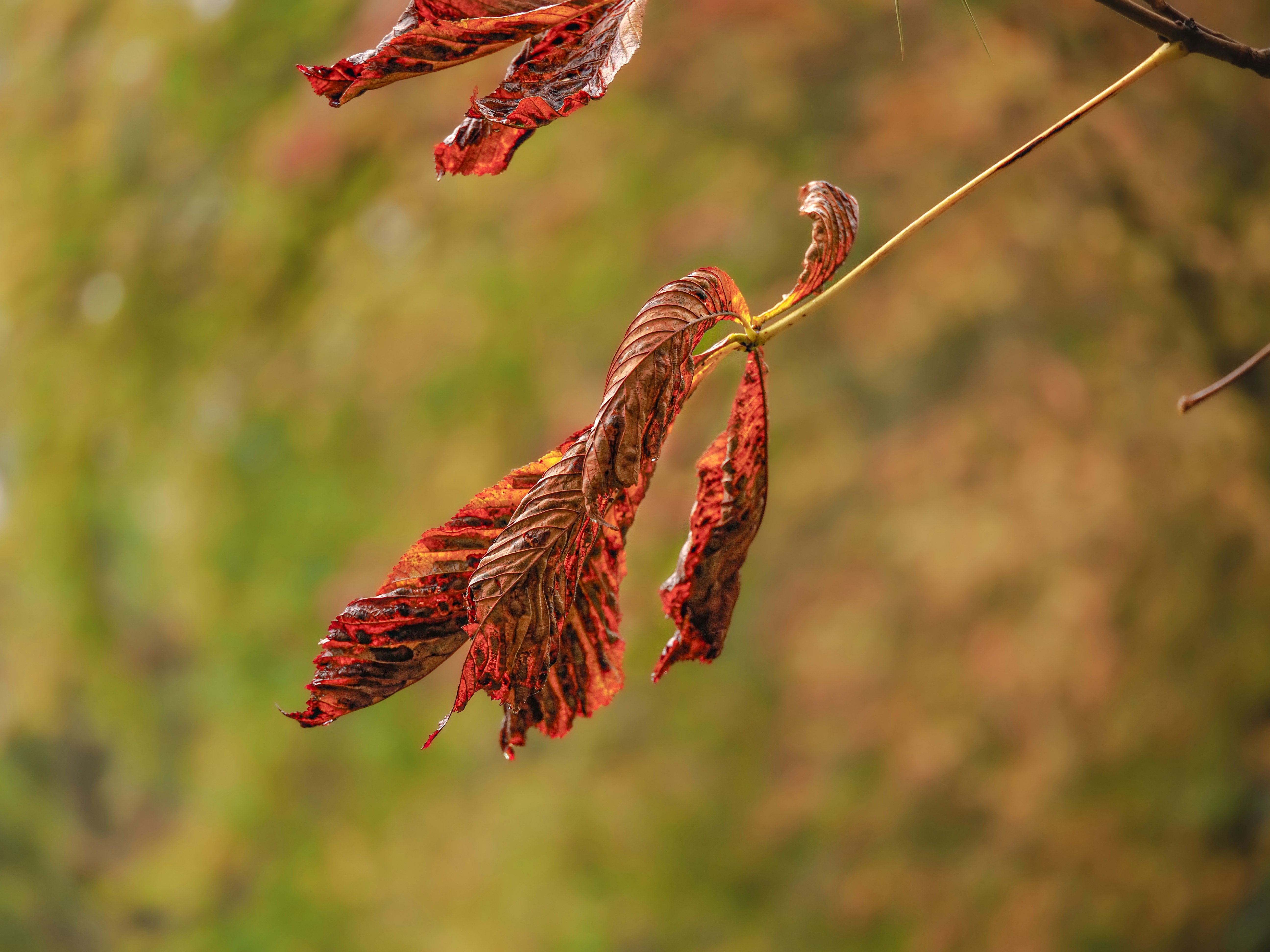 Photo by abushihabmarey