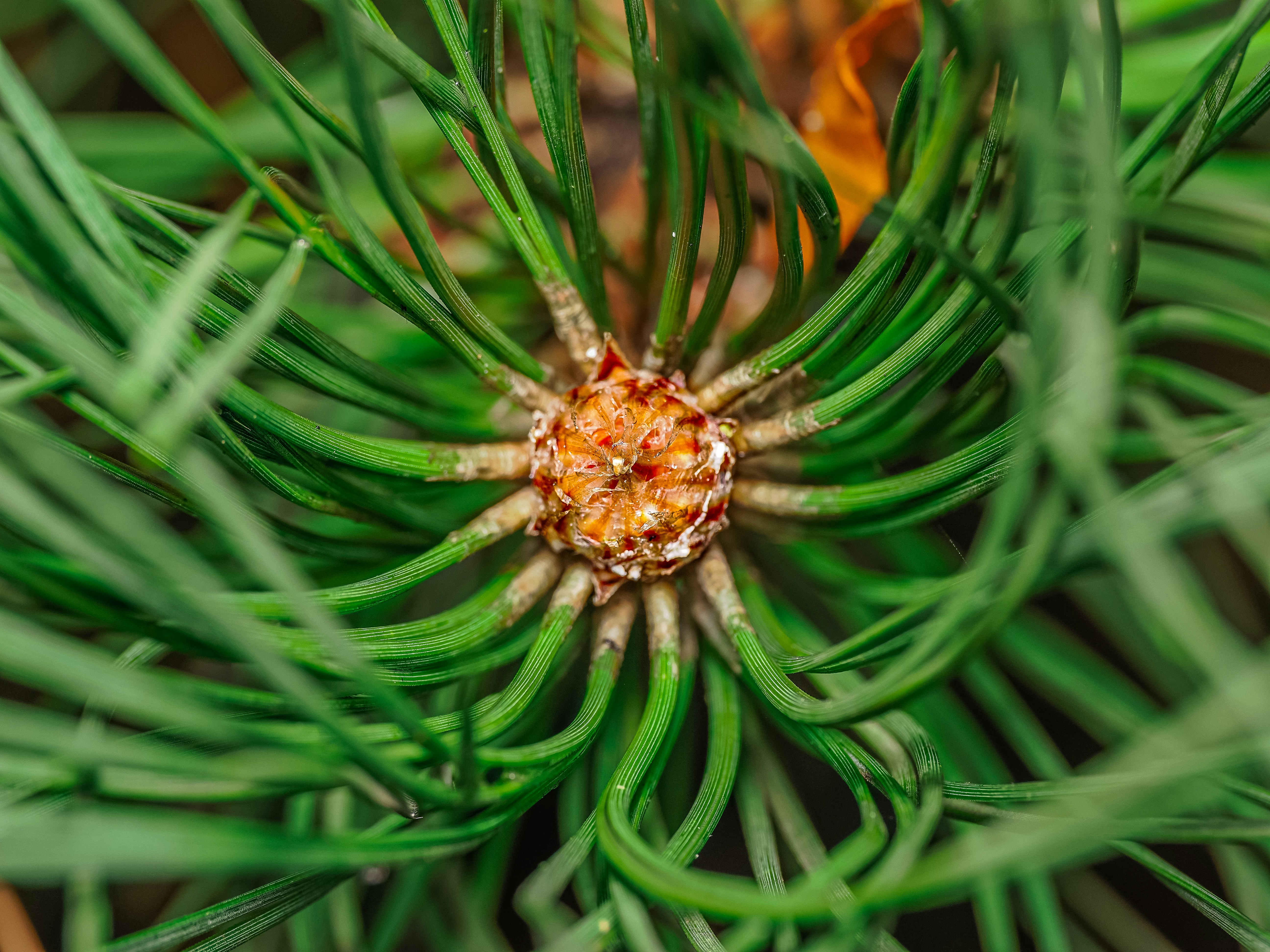 Photo by abushihabmarey