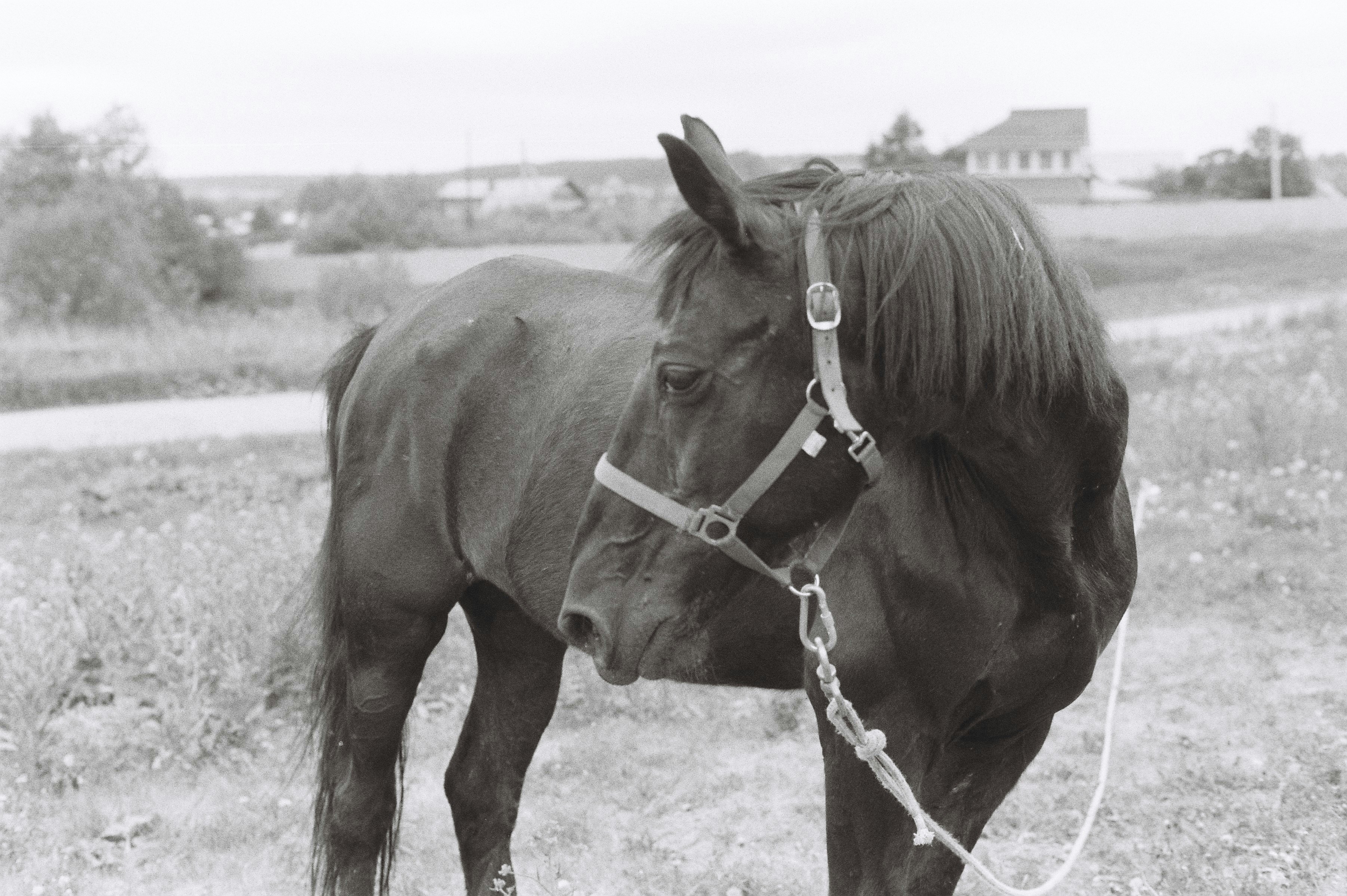 A black and white photo of a horse in a field