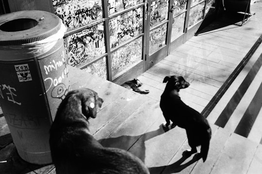 A couple of dogs sitting on top of a wooden floor