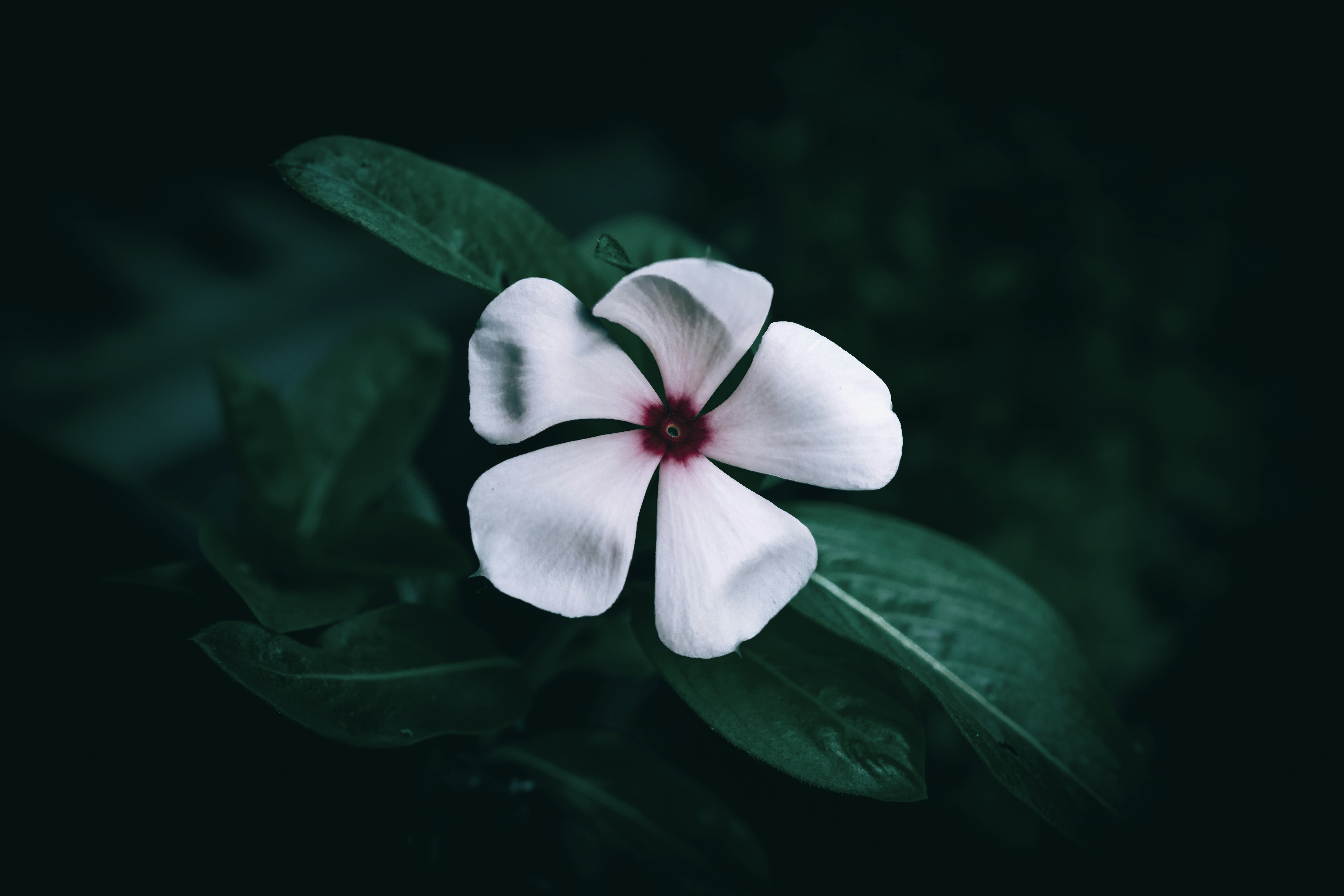 Periwinkle flower