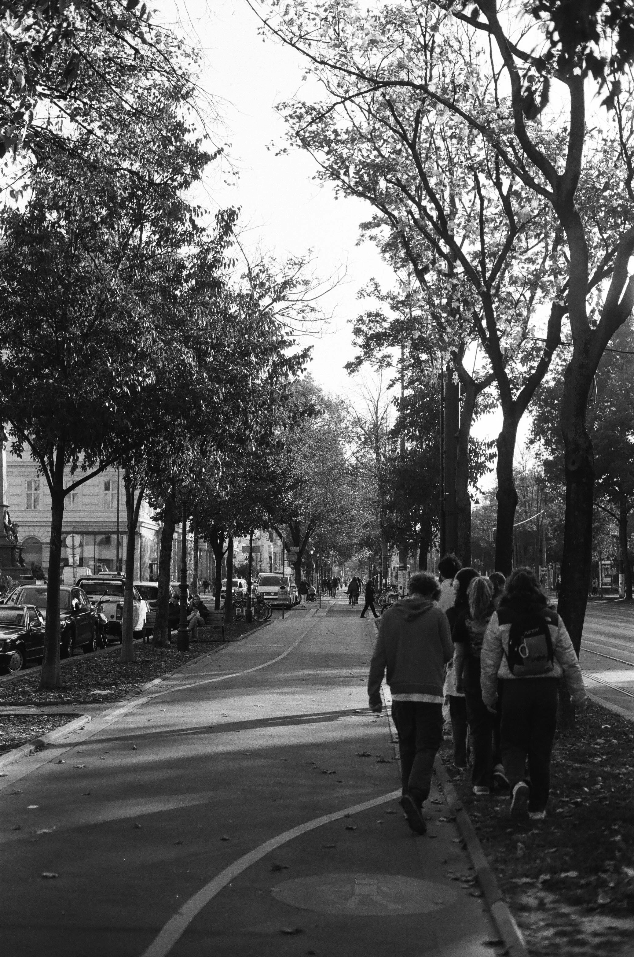 A group of people walking down a tree lined street
