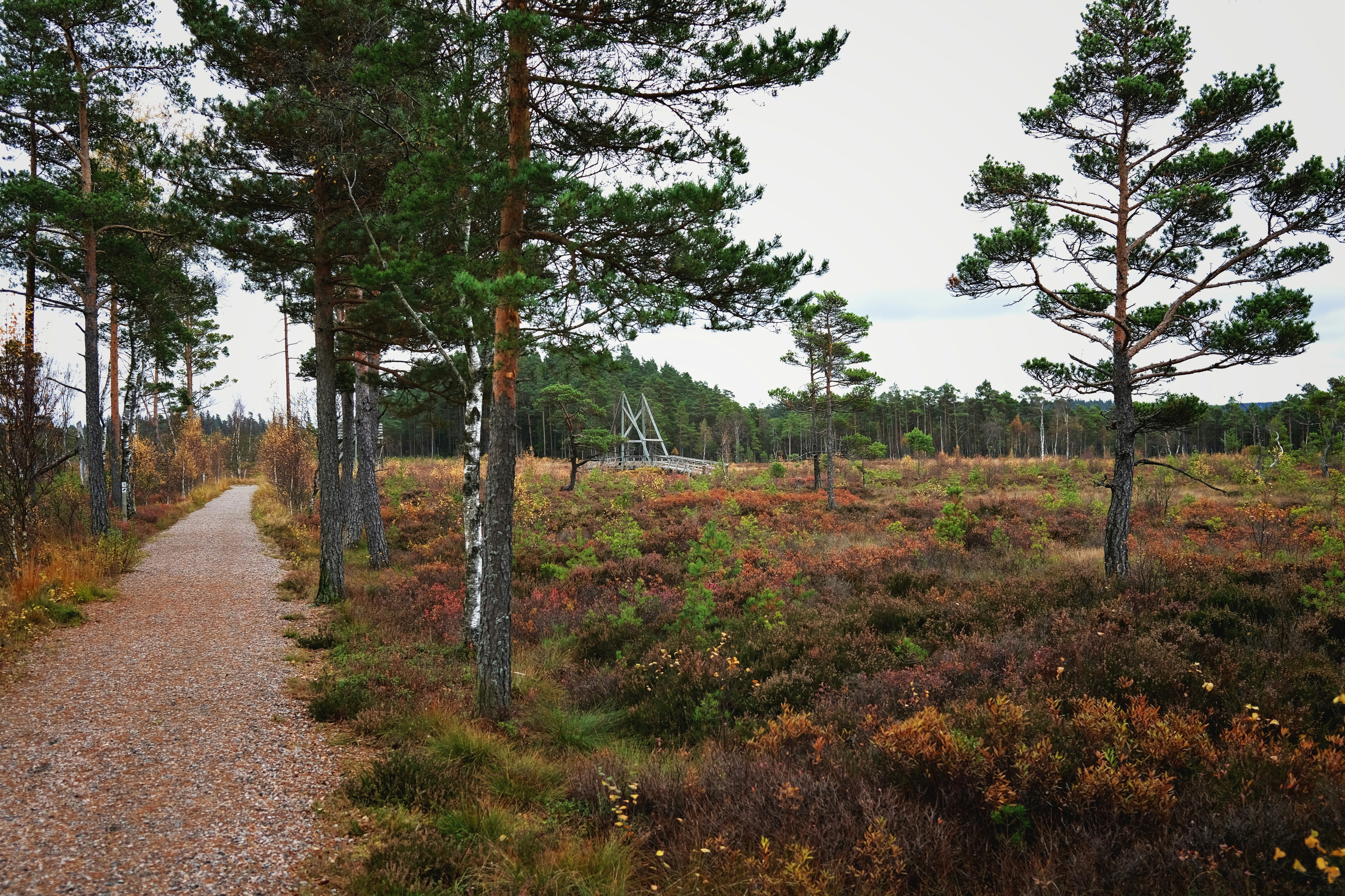 Photo by magnusjonasson