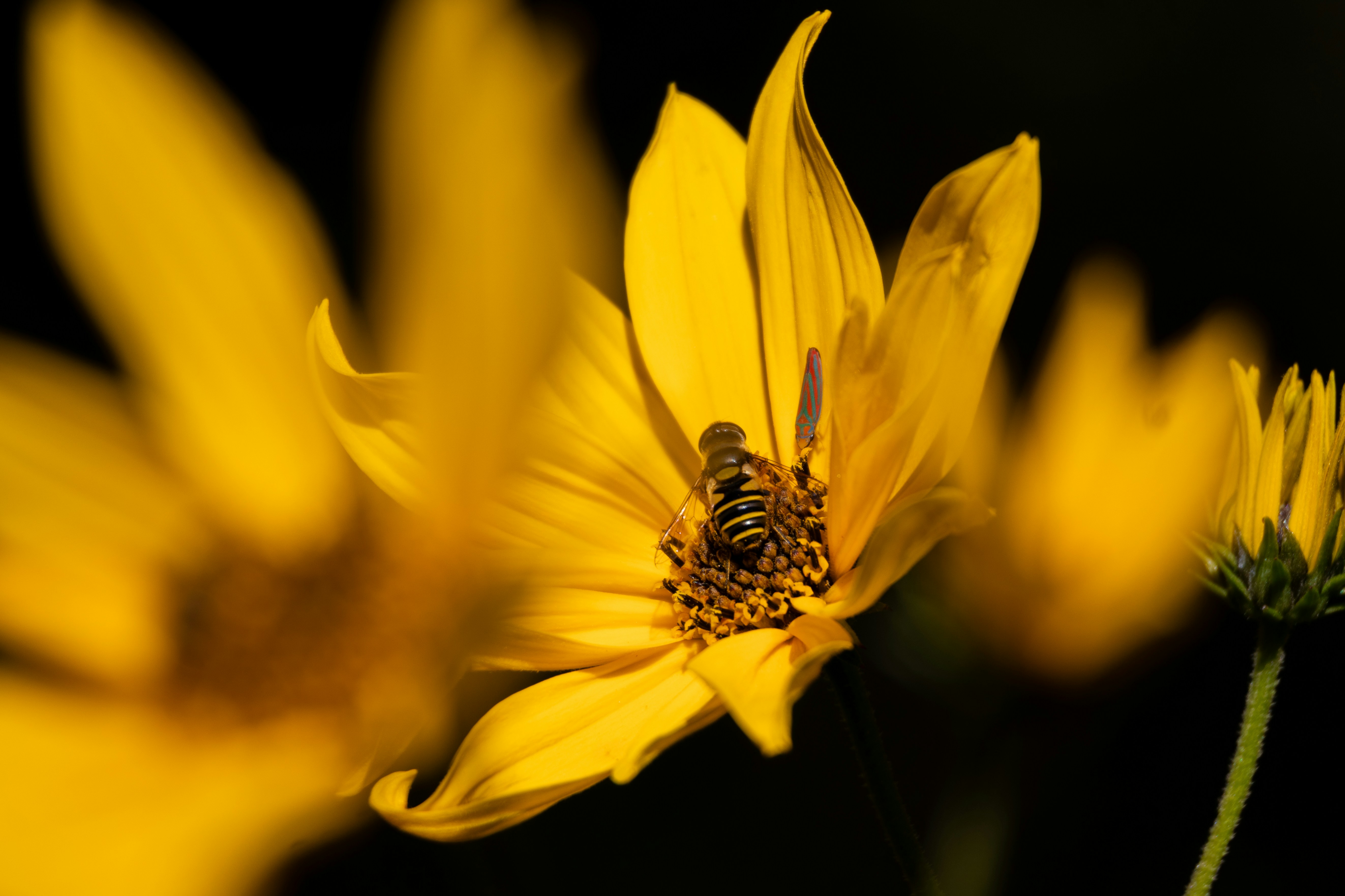 Photo by seraphimchaz