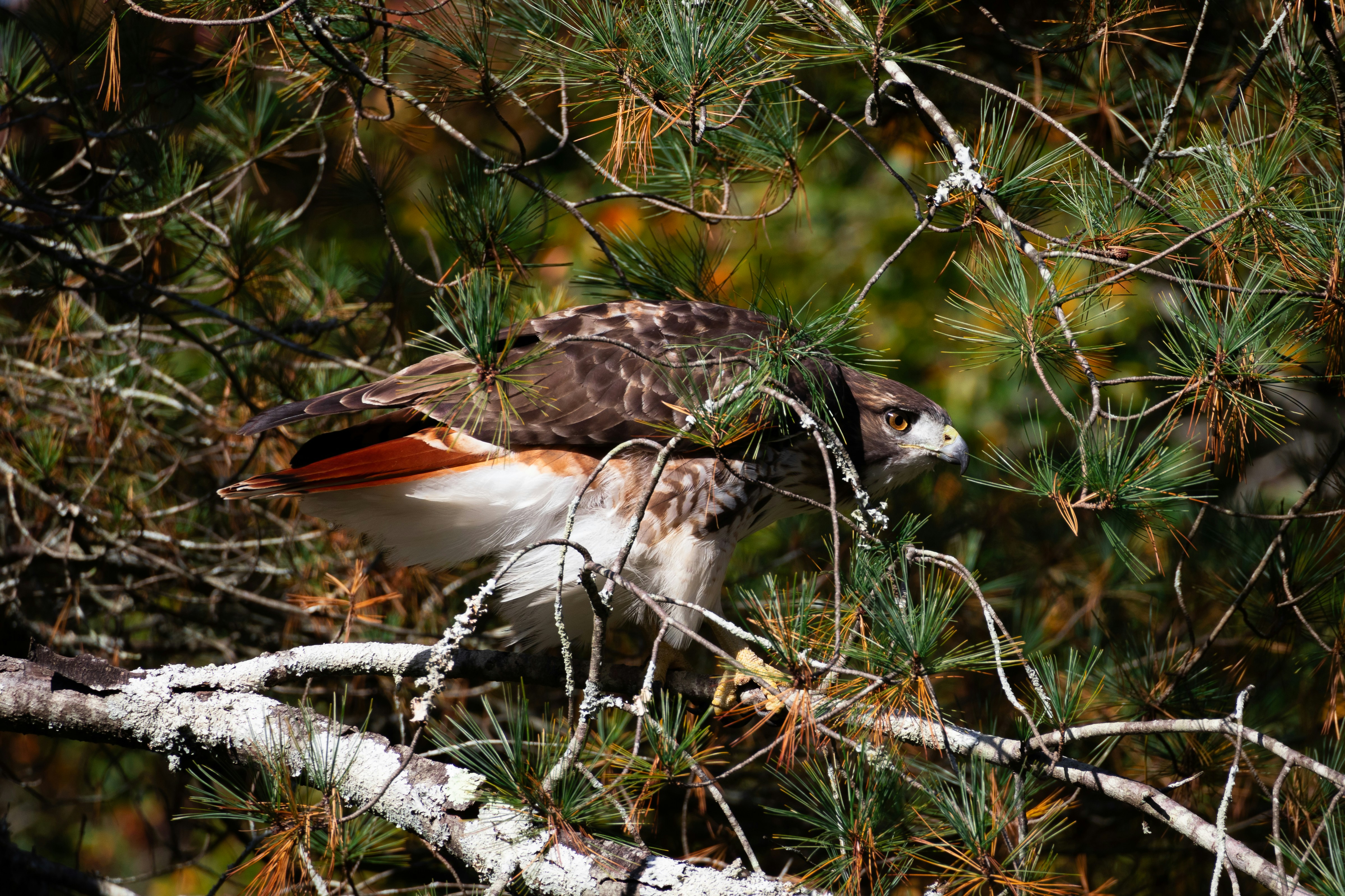 Un oiseau perché sur une branche d’un arbre