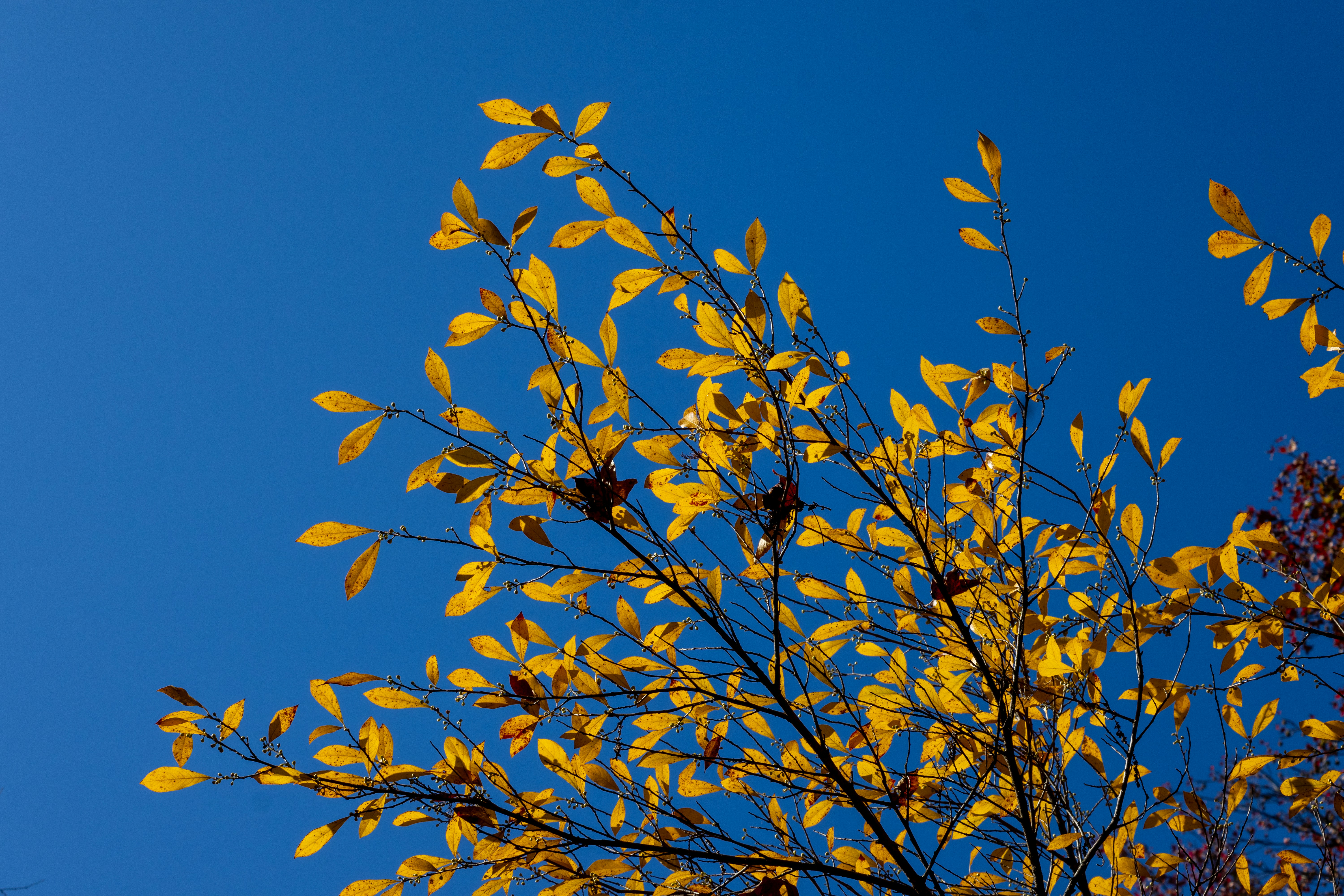 Photo by seraphimchaz