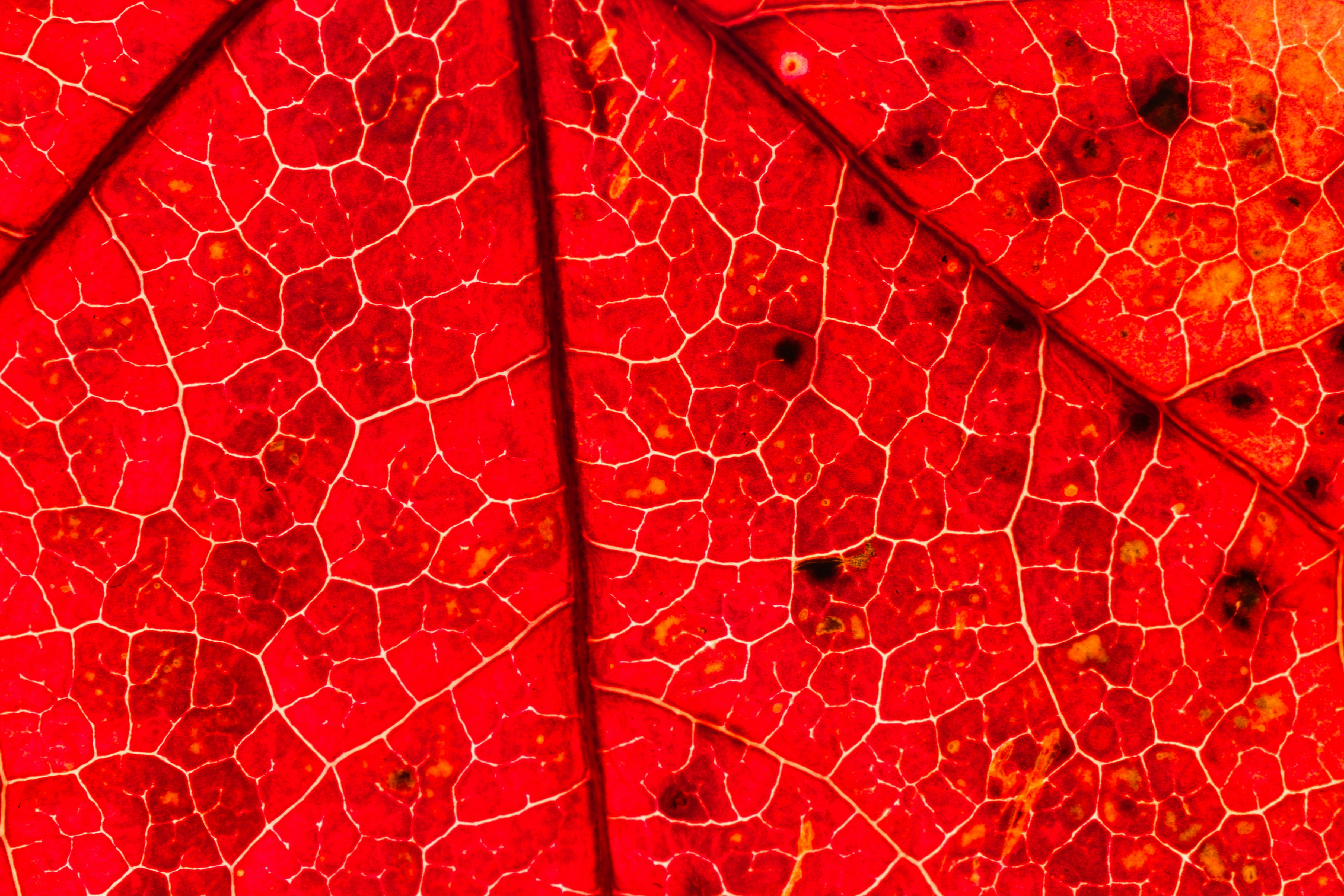 A close up of a red and yellow leaf