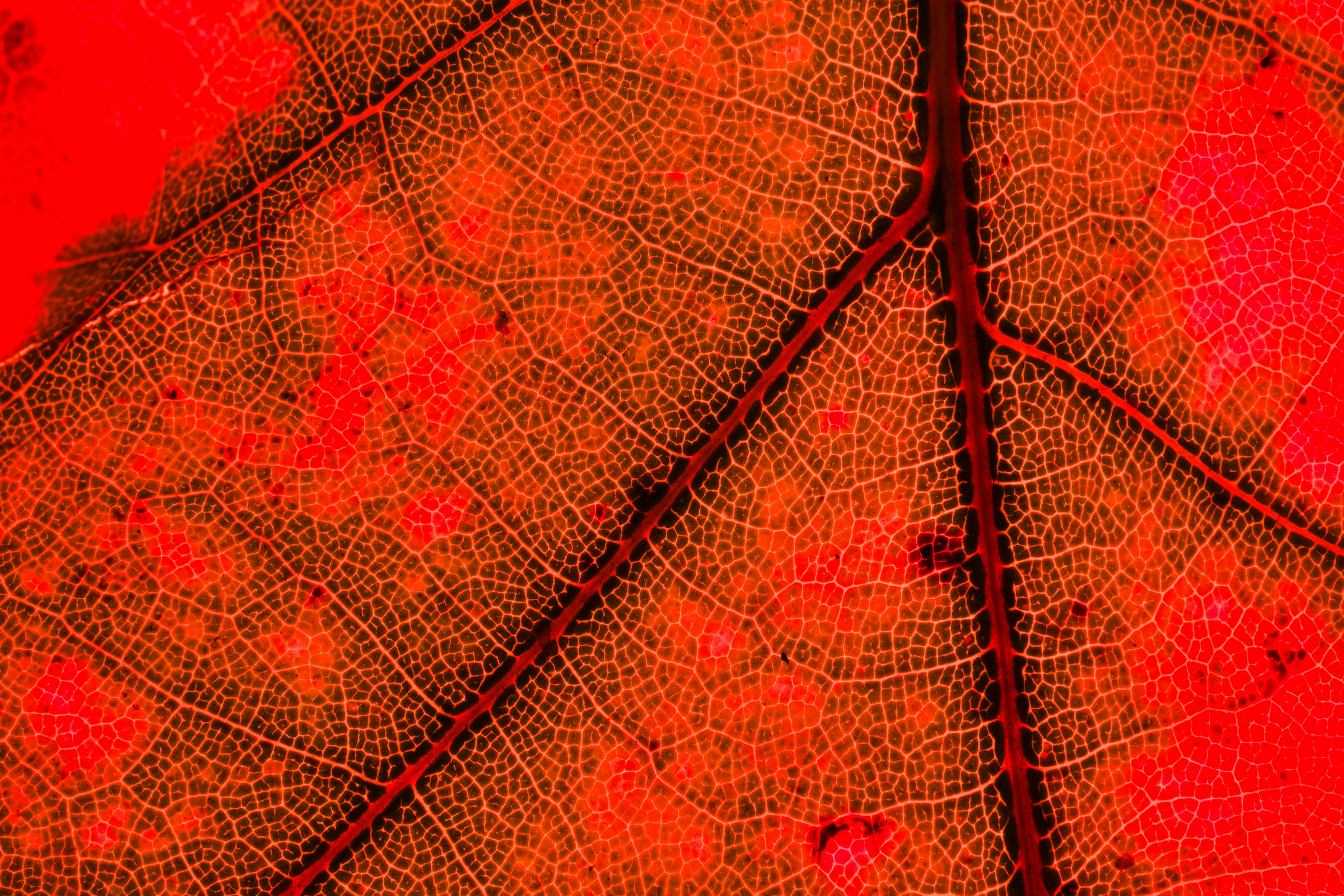 A close up view of a red leaf
