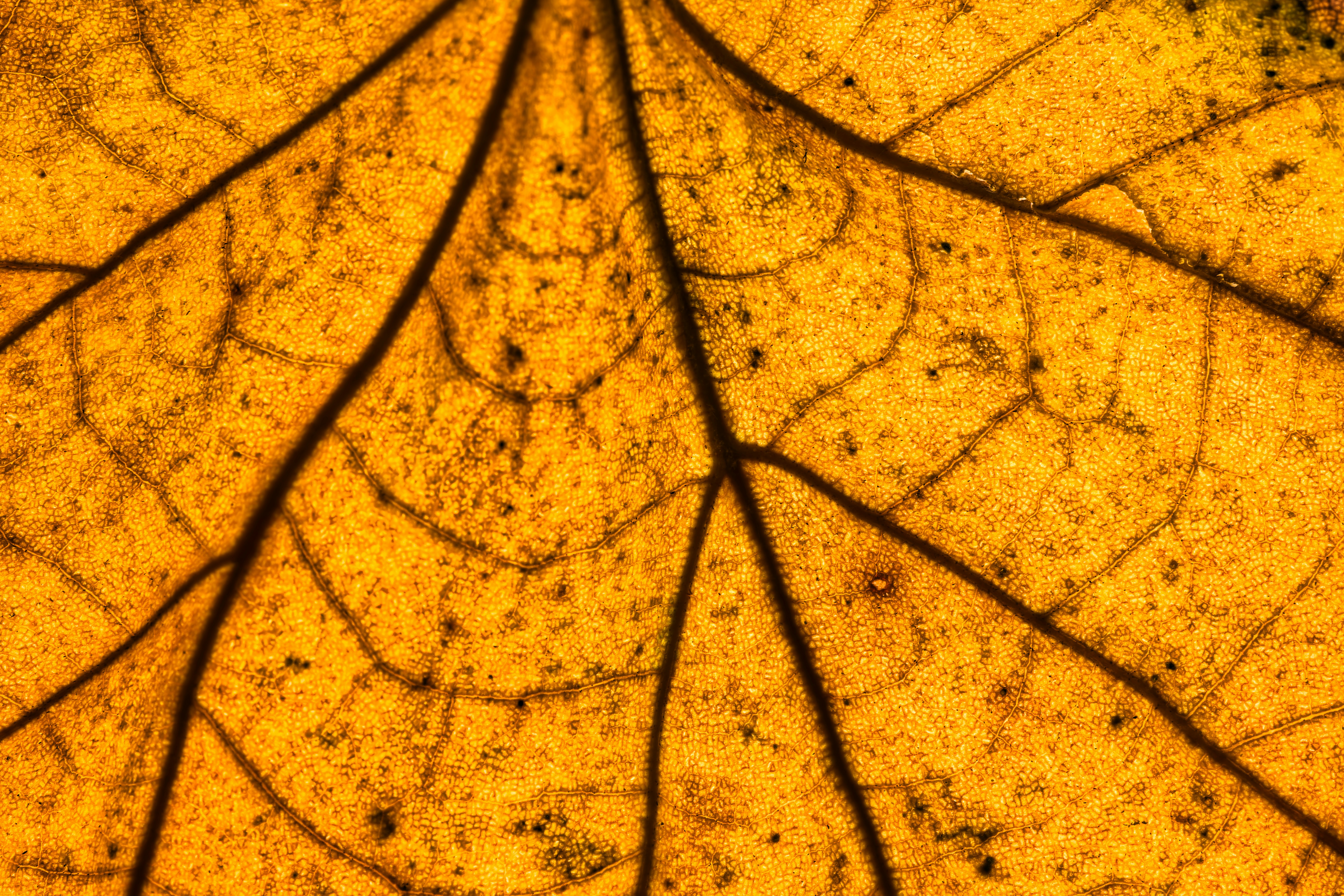 A close up view of a leaf's vein