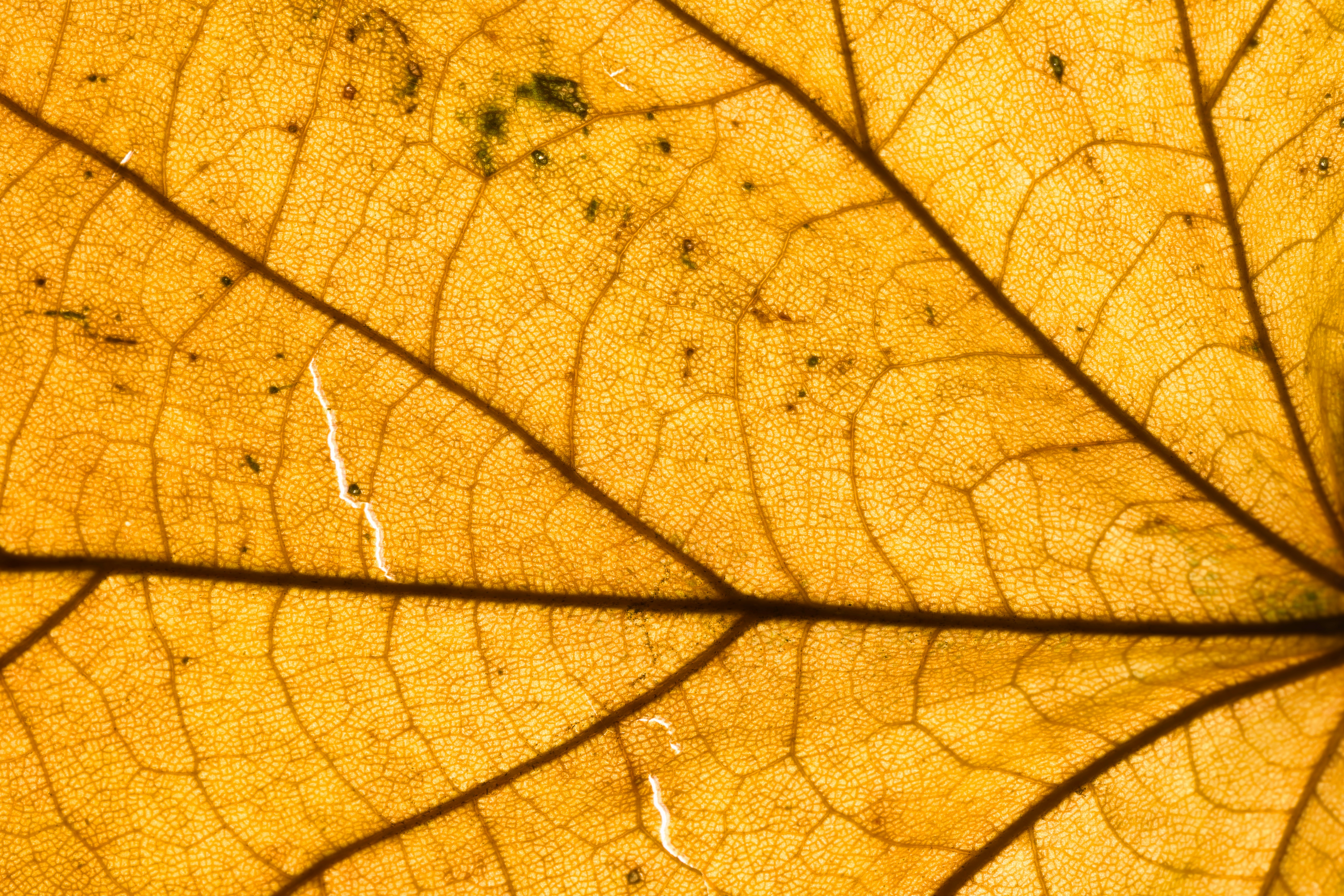 A close up view of a leaf's vein