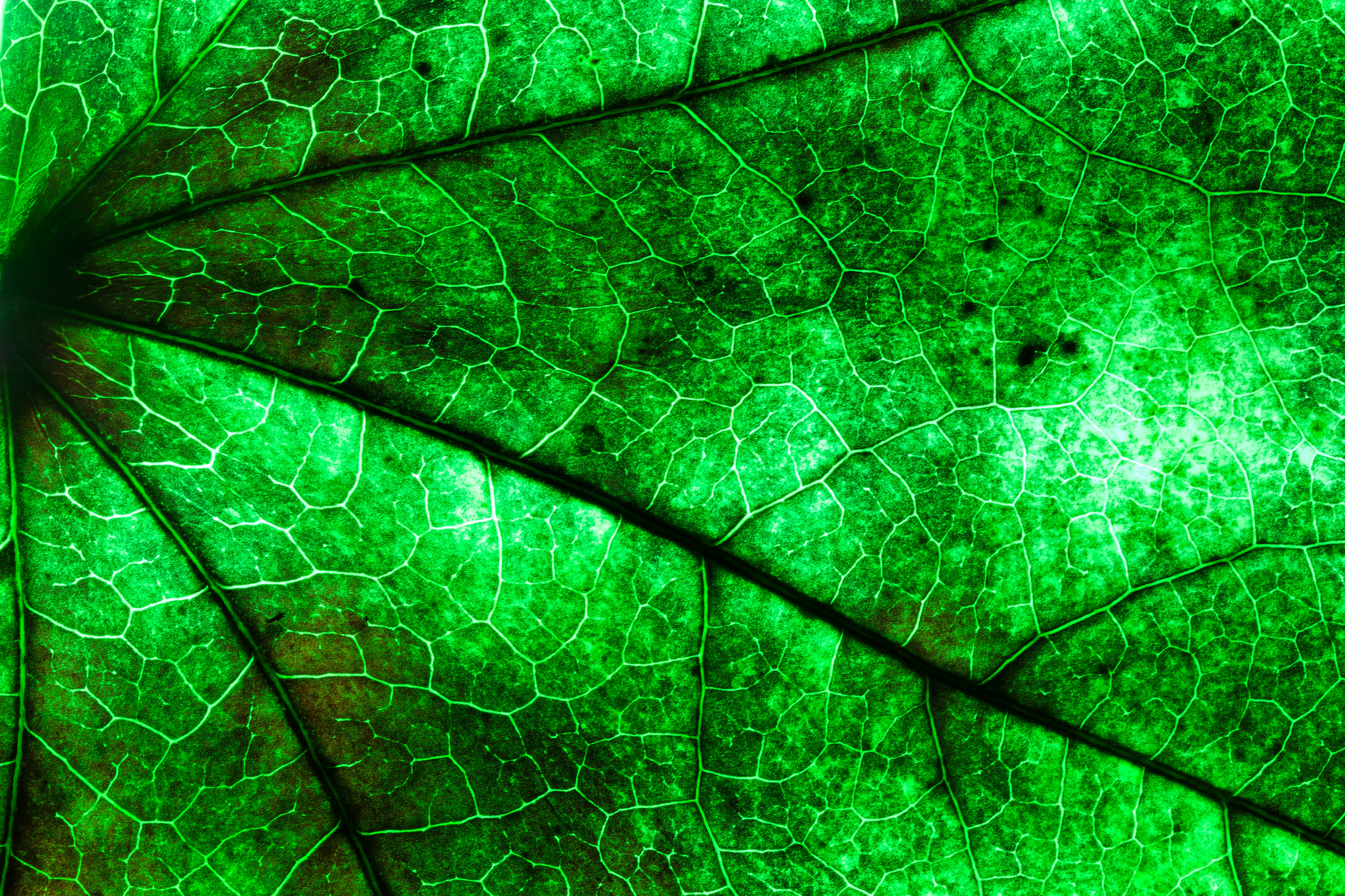 Artificial Photosynthesis Reverses Climate Change (image credits: unsplash)