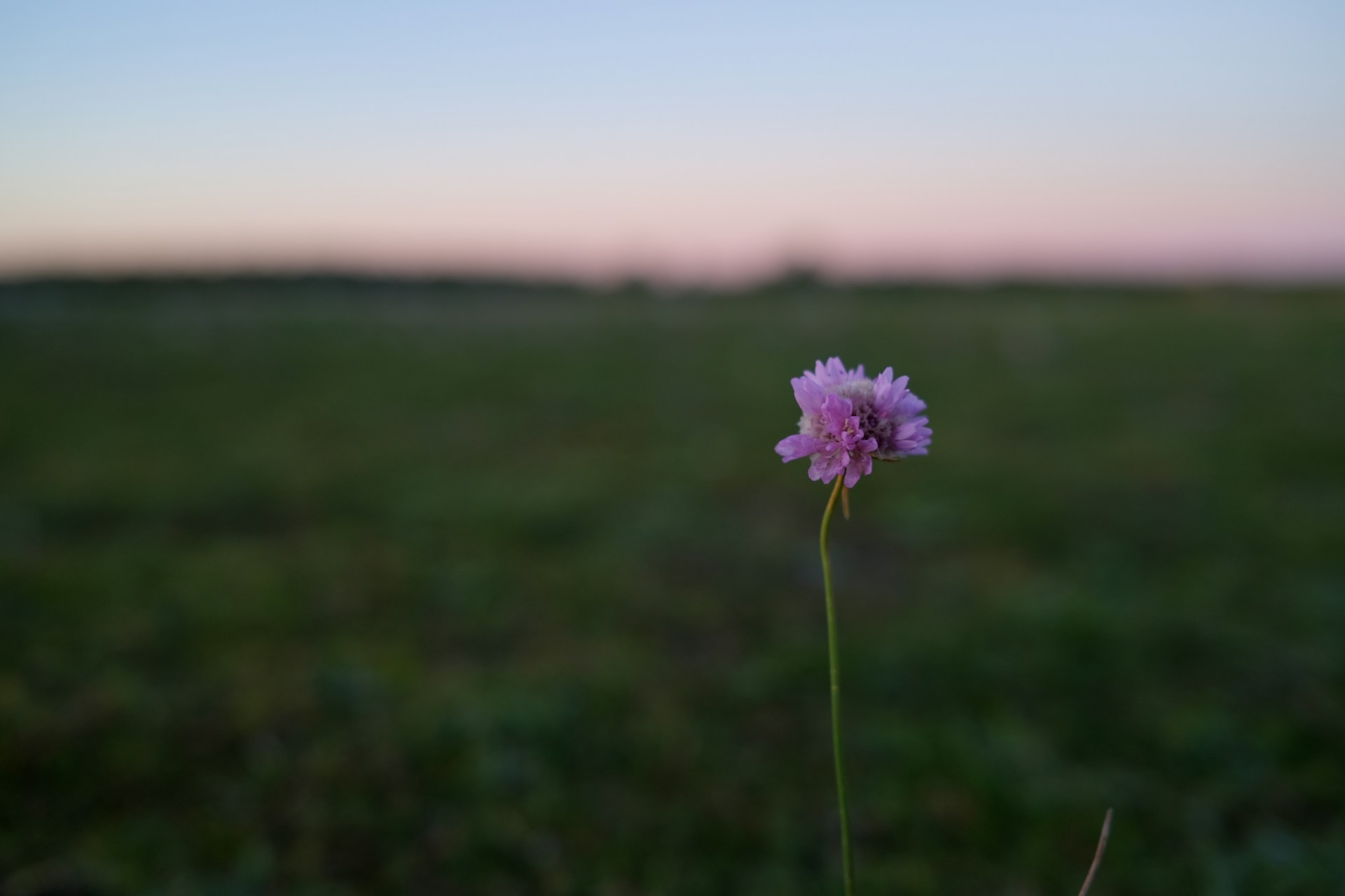 A single purple flower in a grassy field