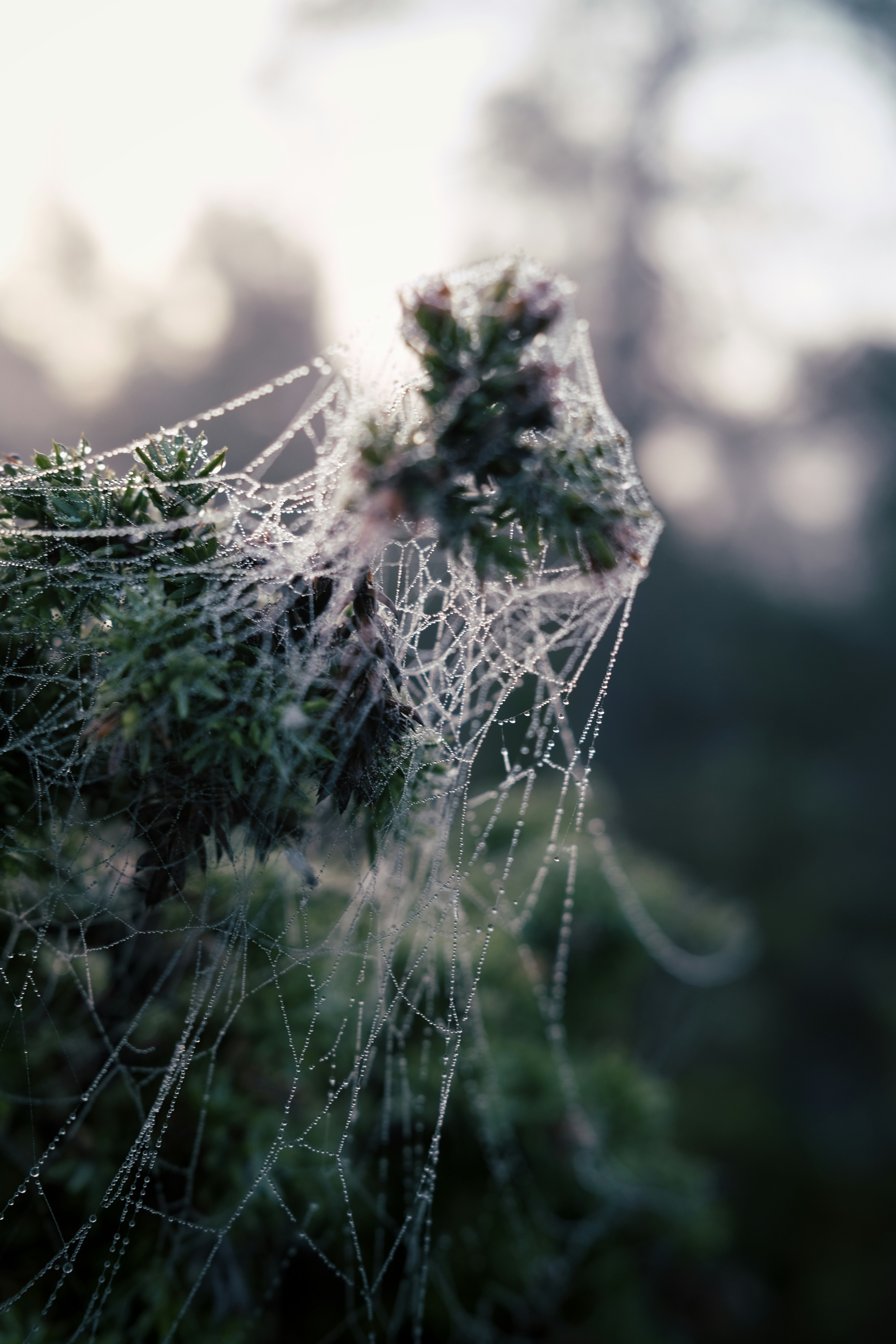 Photo by magnusjonasson