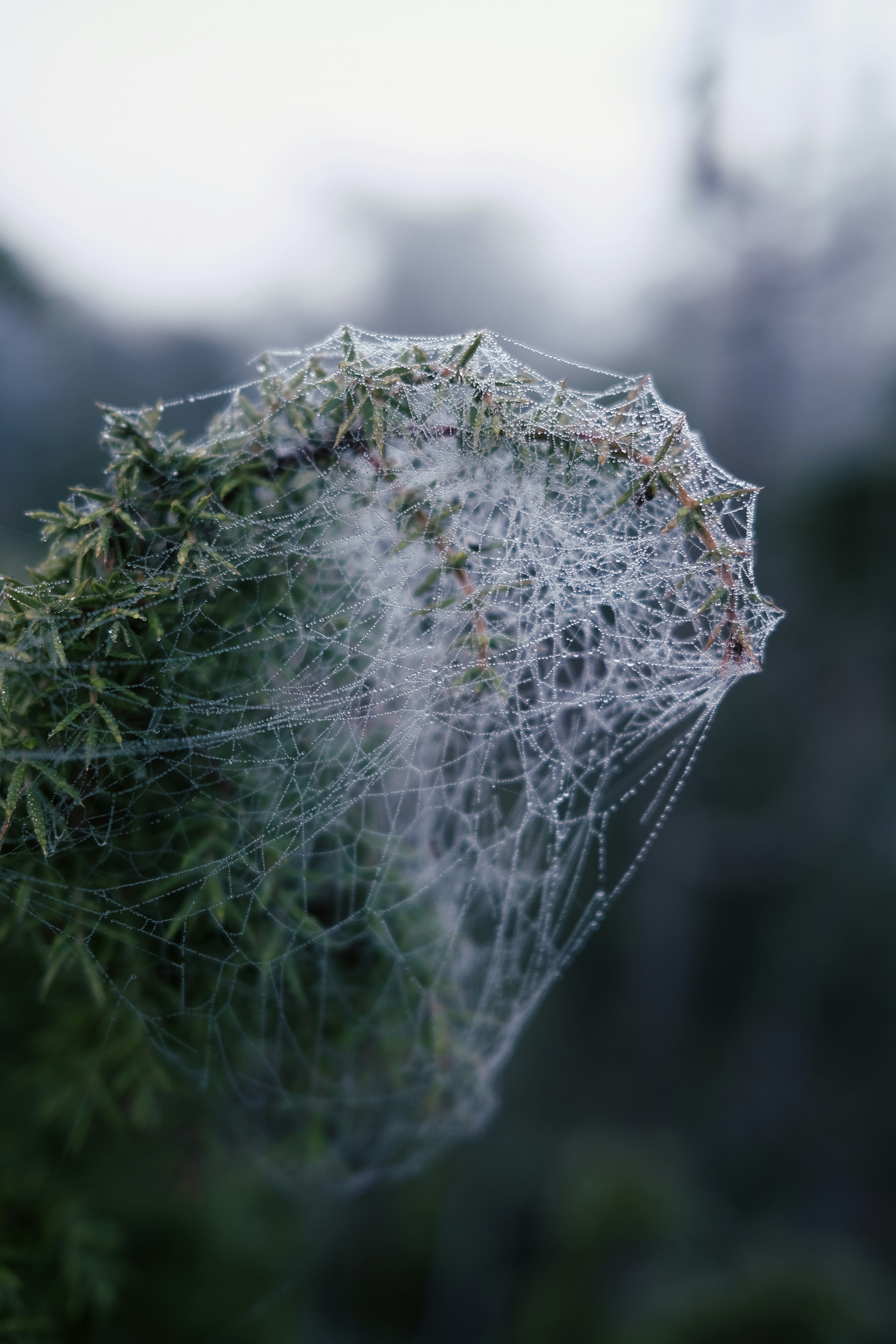 Photo by magnusjonasson