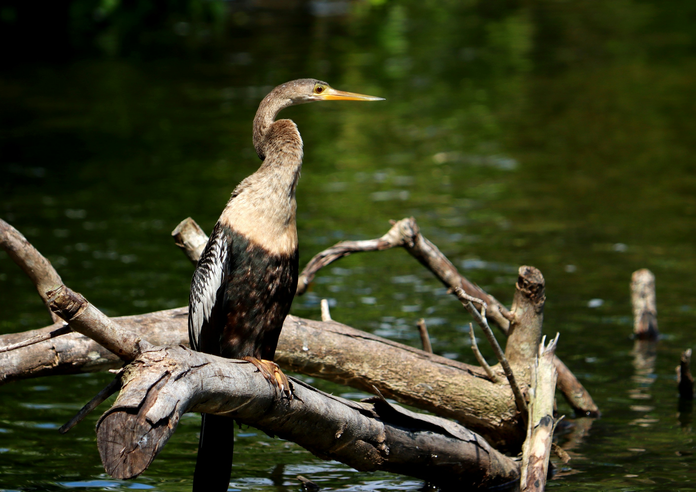 Ein Vogel sitzt auf einem Ast im Wasser