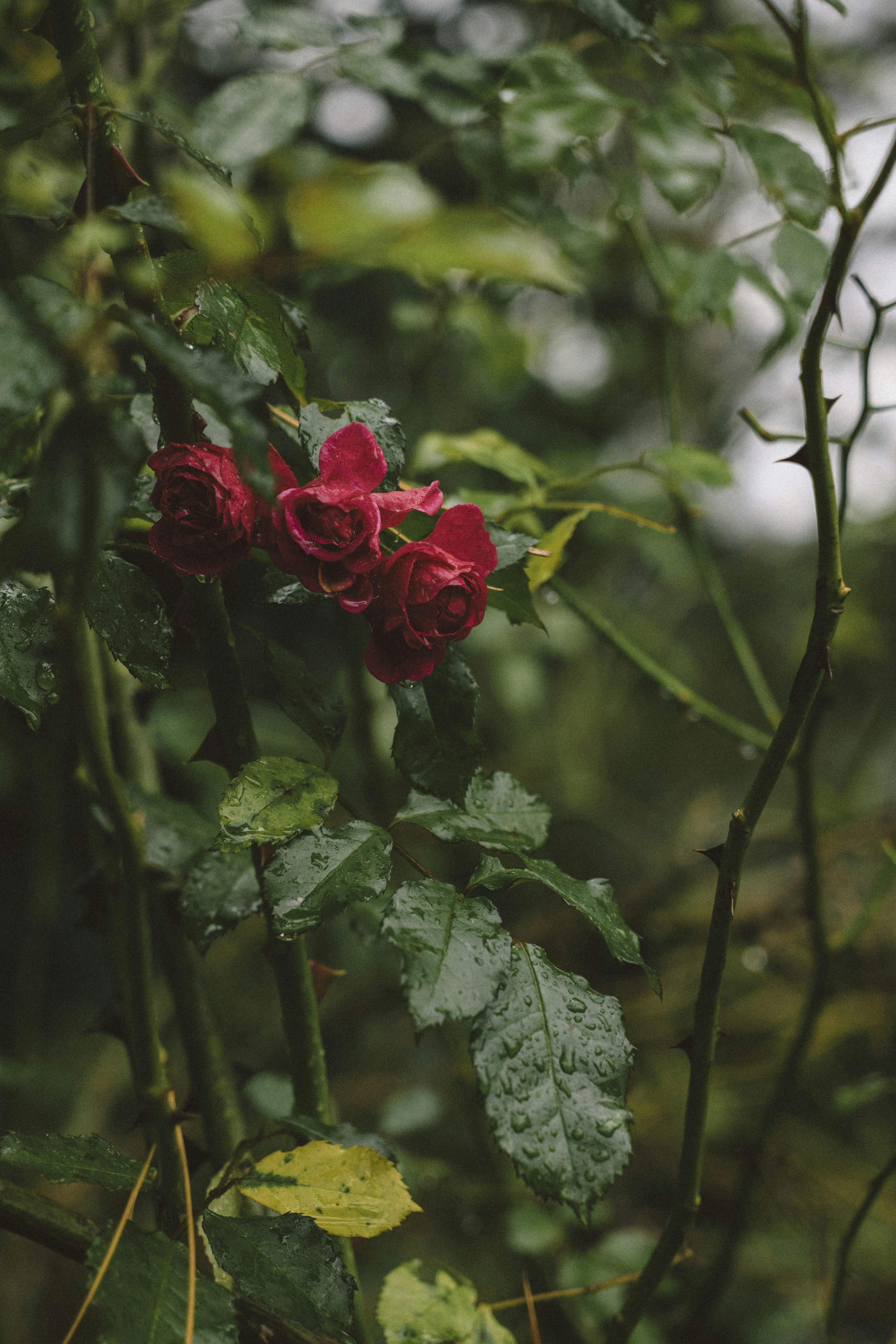 Photo by i_am_simoesse