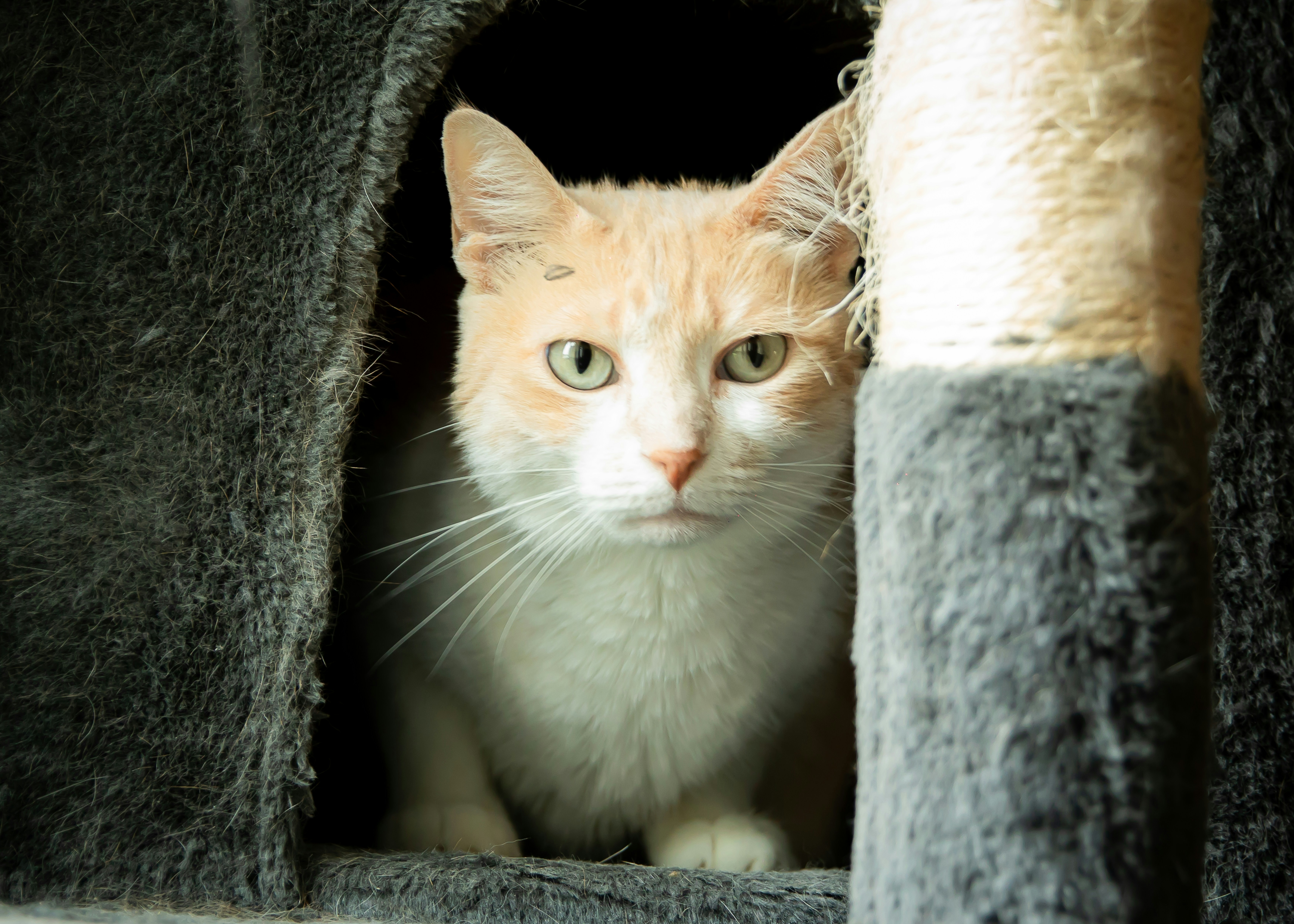Decoding the Golden Years: Understanding Senior Cat Behavior Changes