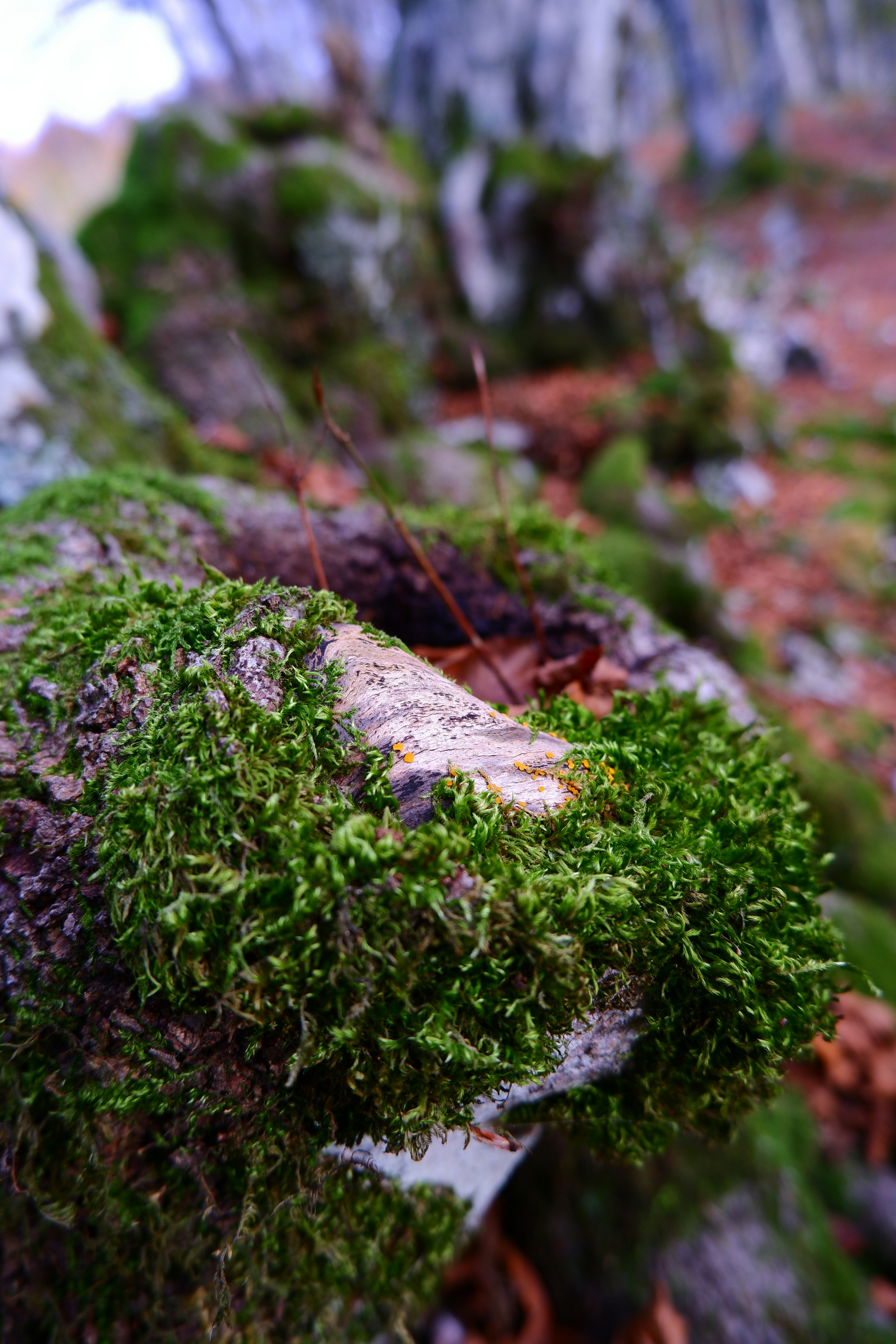 Photo by pignacolada