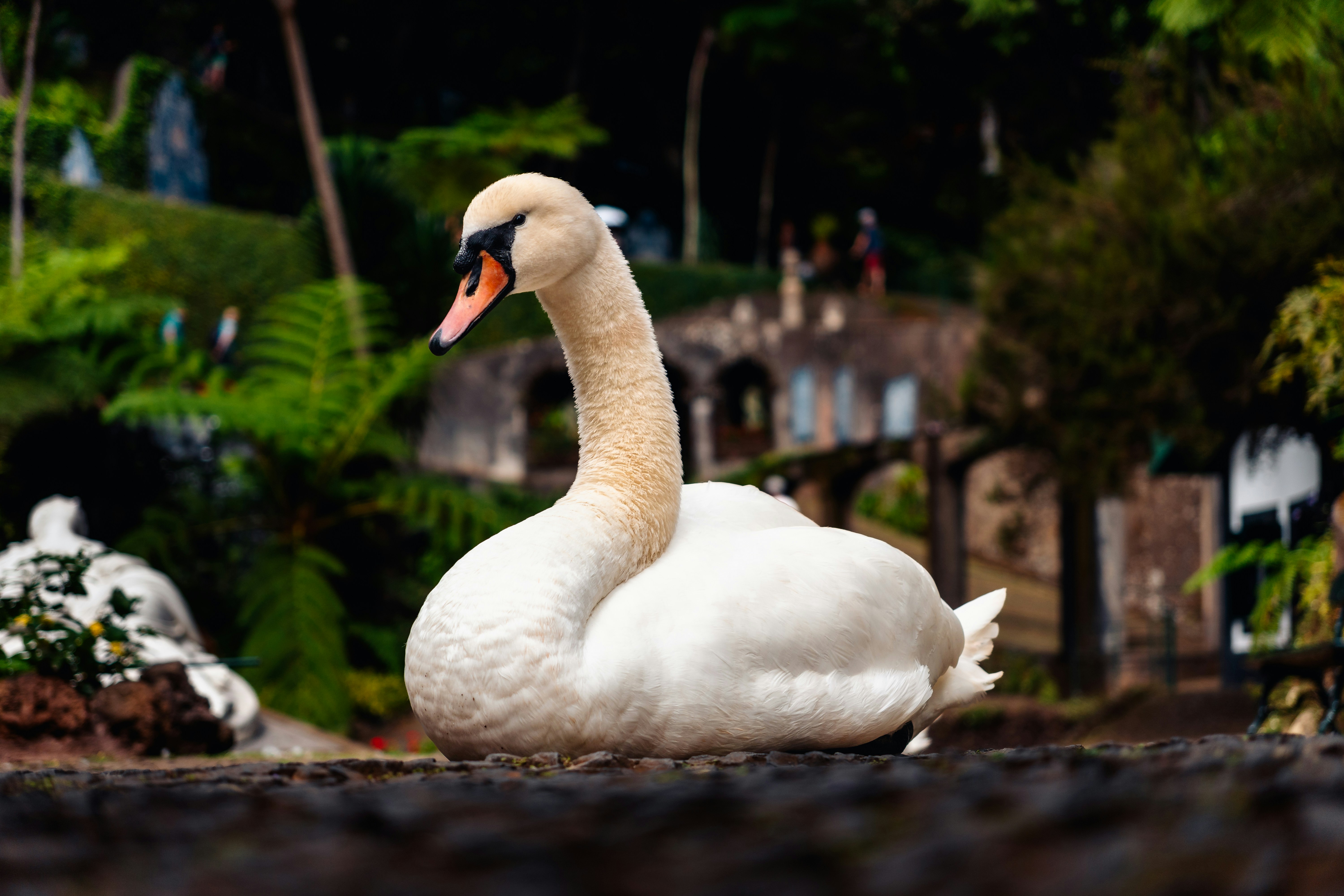 Un cisne blanco está sentado en el suelo