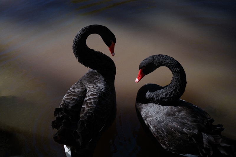 A couple of black birds standing next to each other