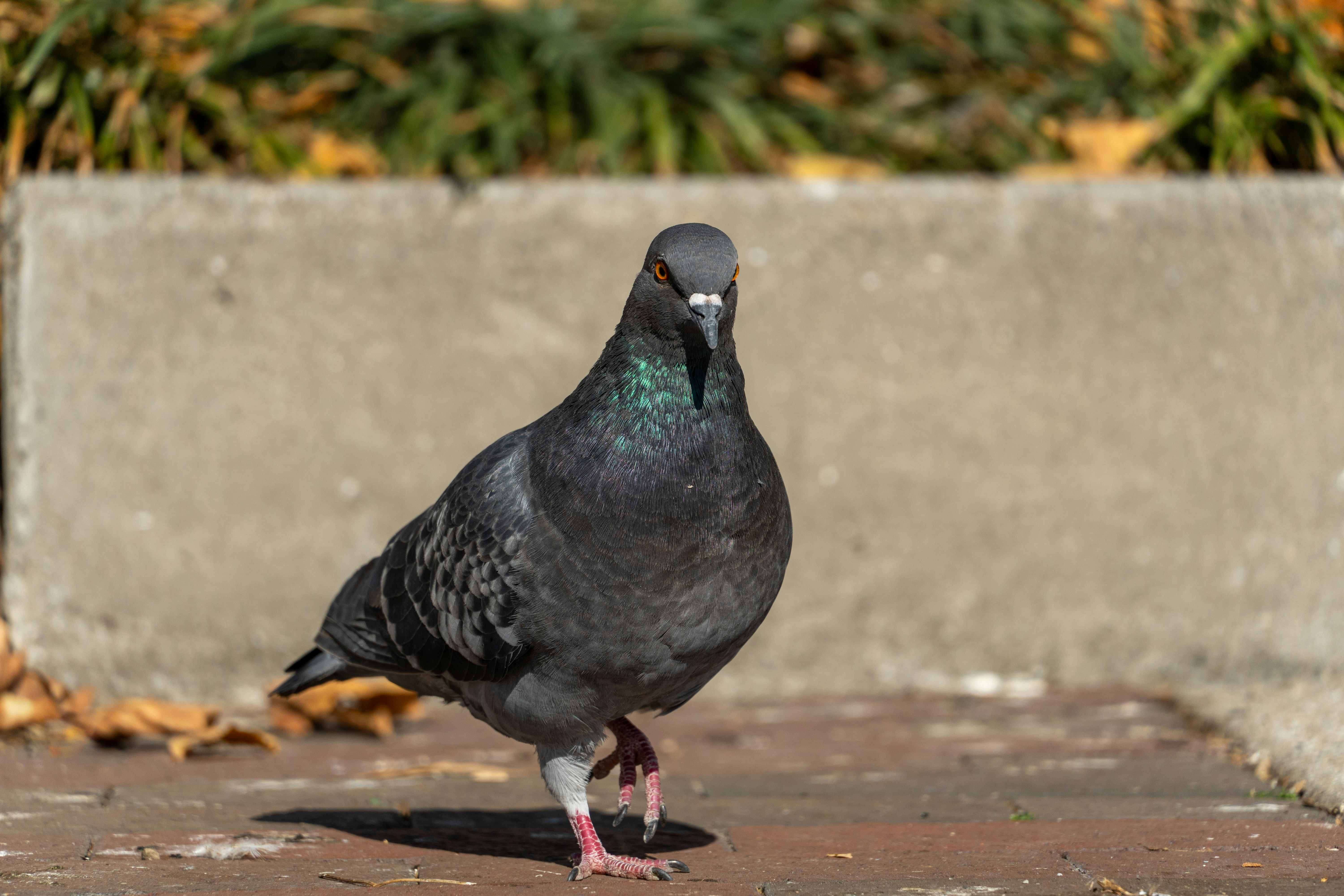 Photo by seandogjani