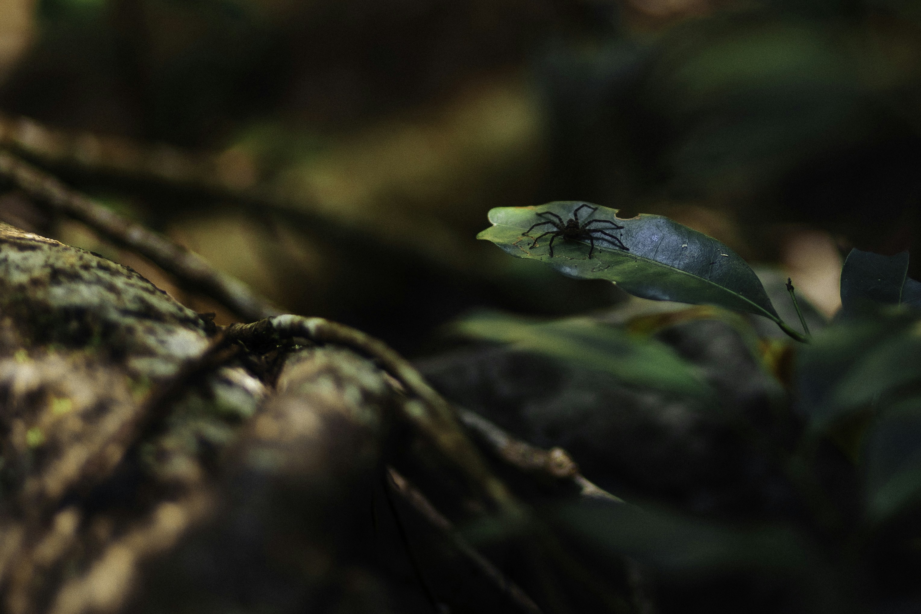 Photo by behindthetmuna