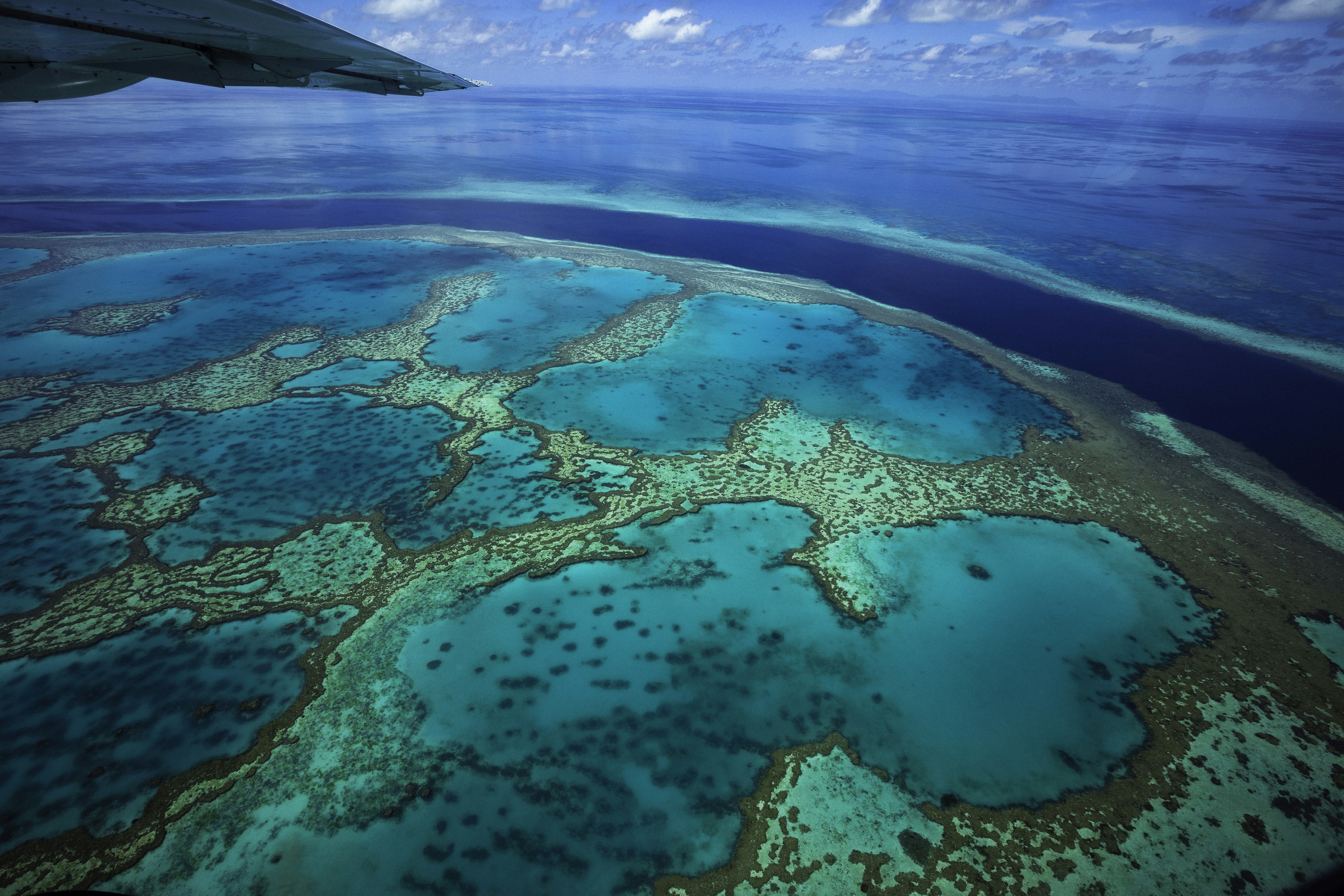 An airplane wing flying over a large body of water photo – Free Animal ...
