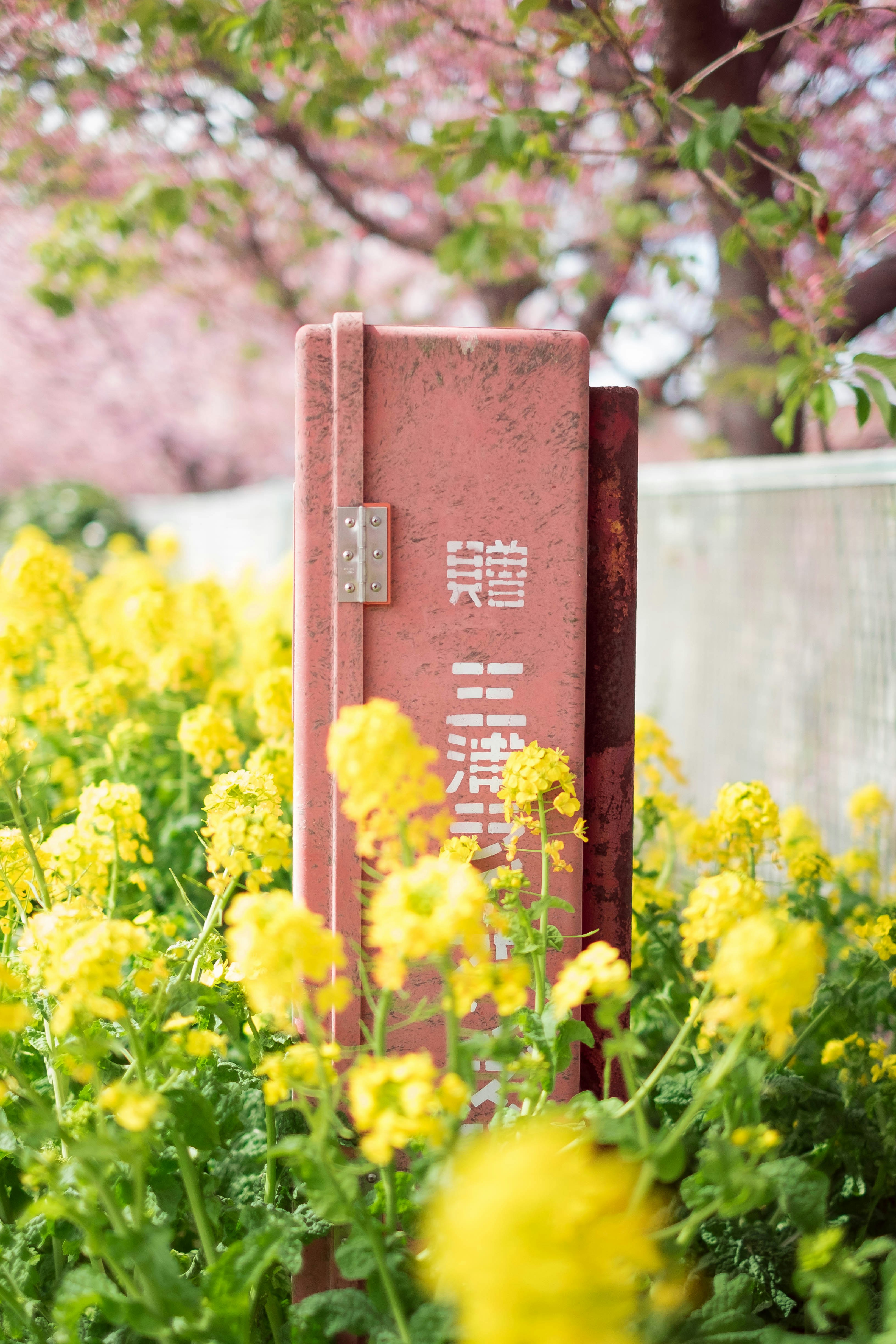 A book sitting in the middle of a field of flowers