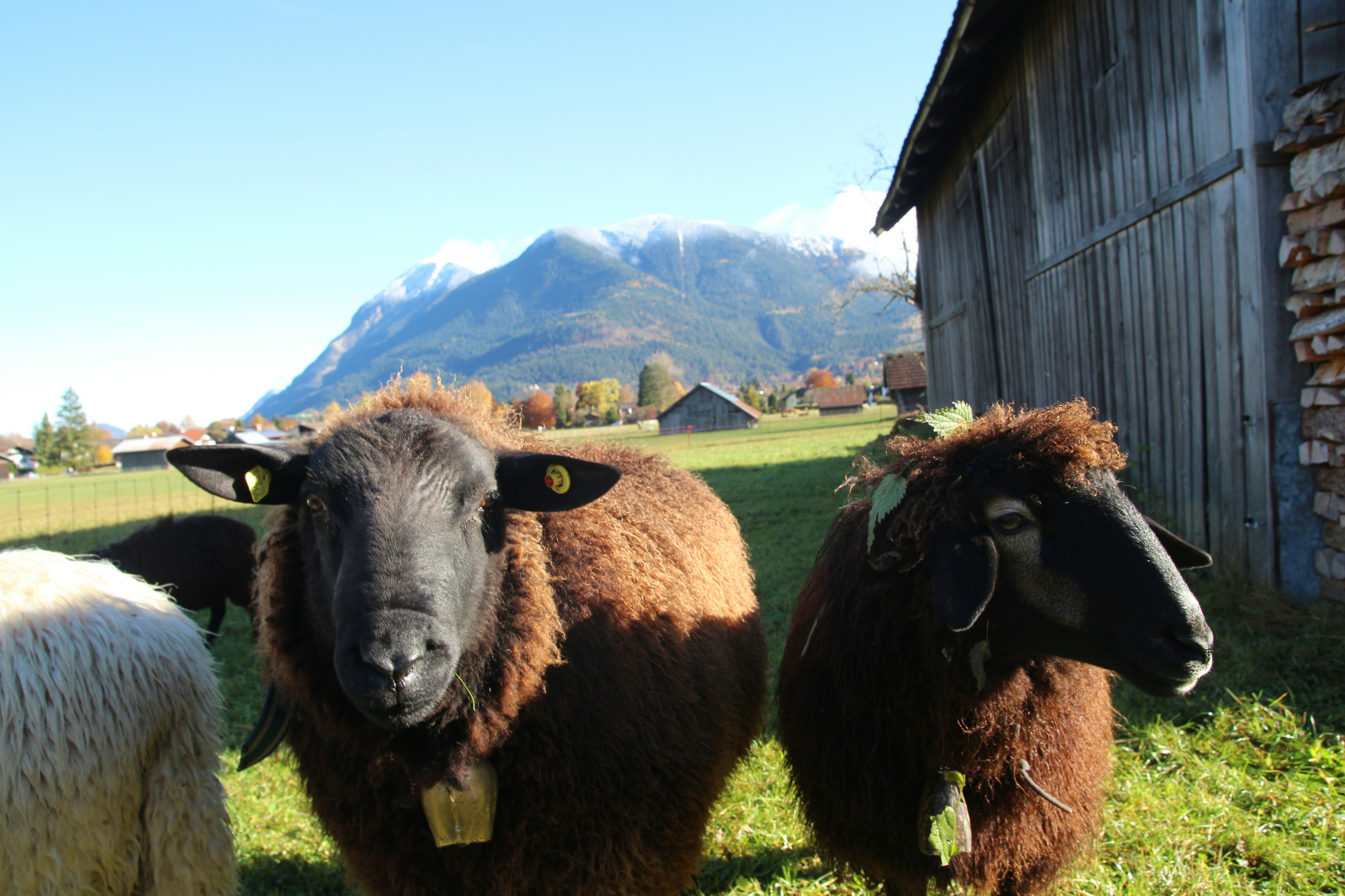 A herd of sheep standing on top of a lush green field