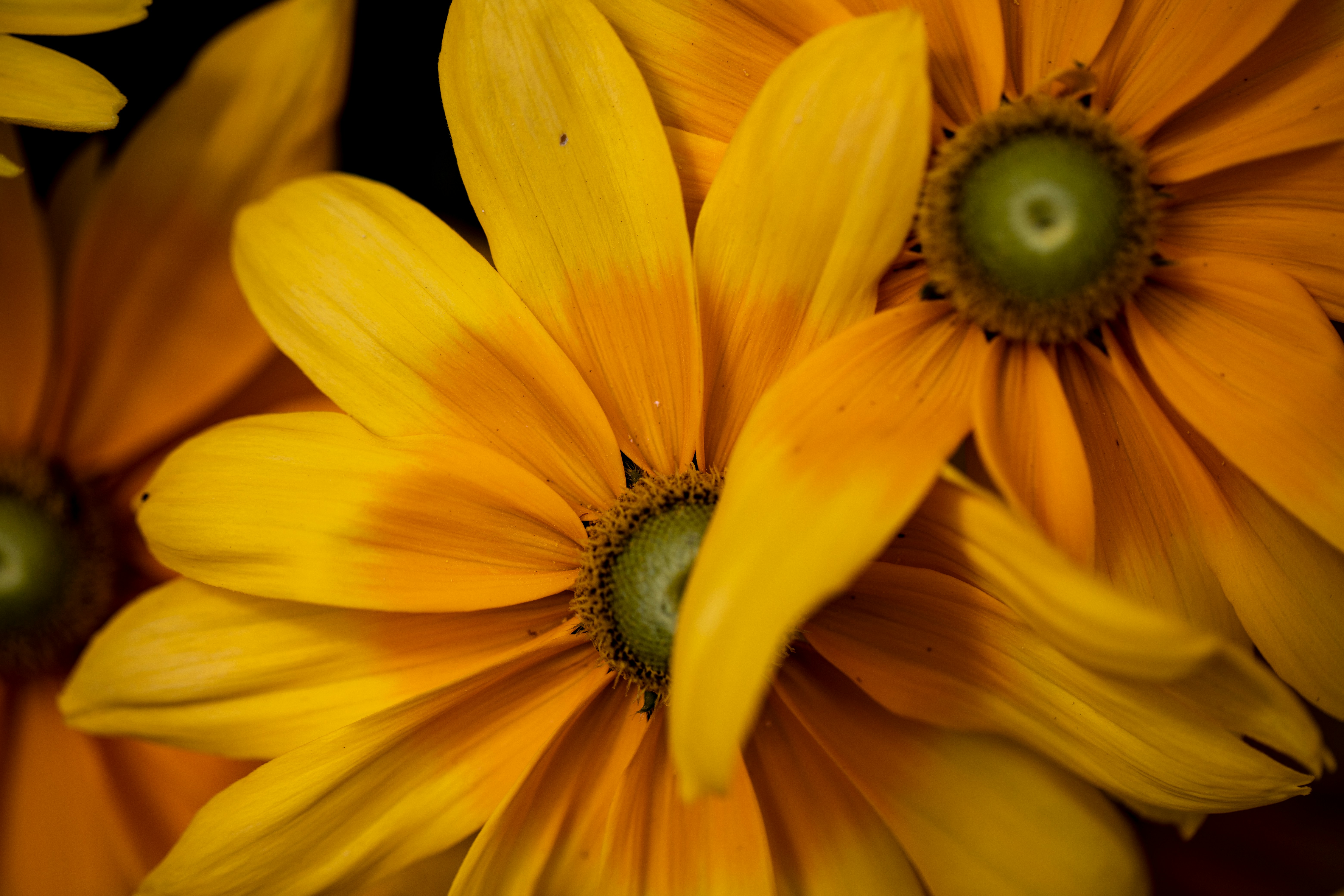 Photo by stef_enheart