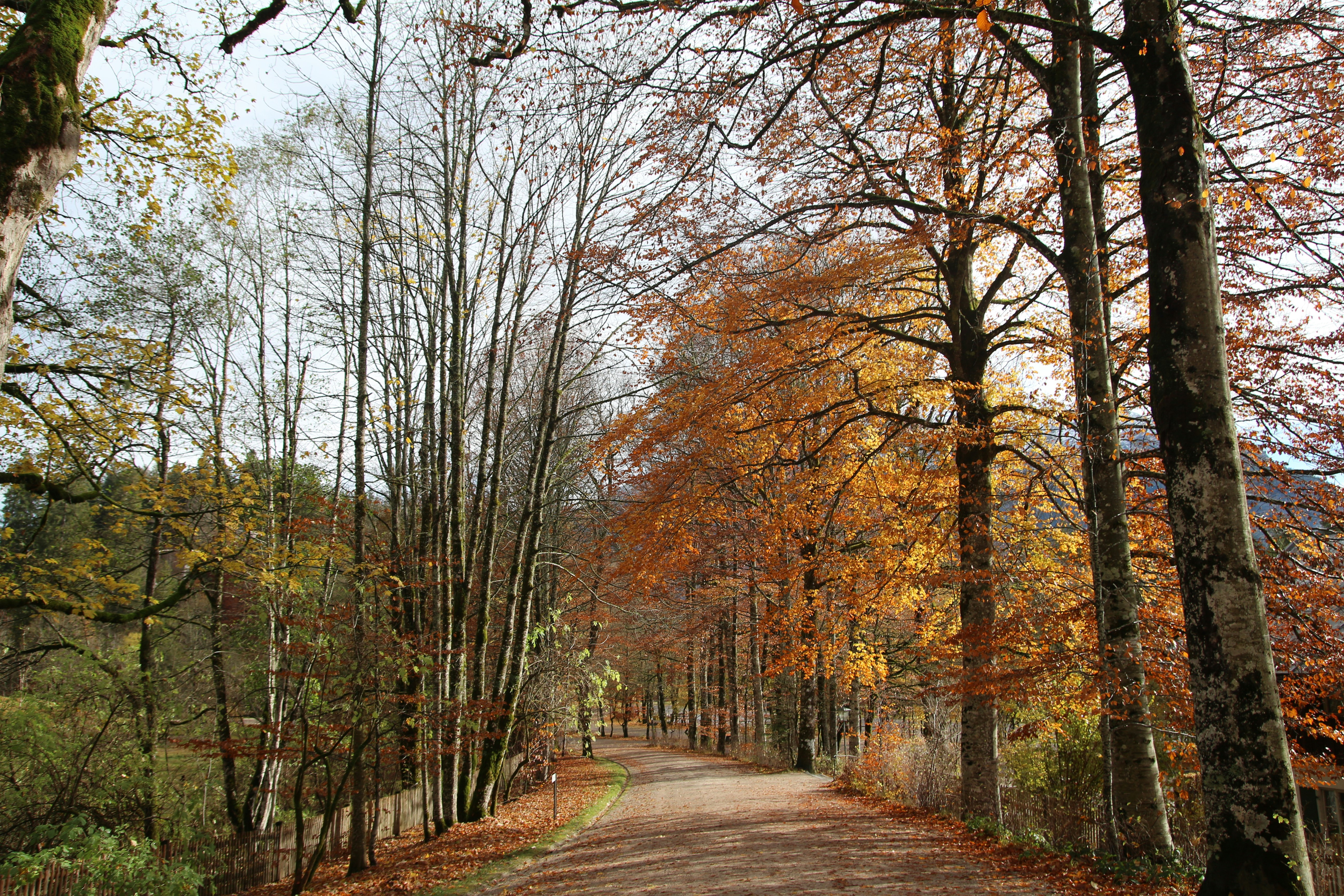 A dirt road in the middle of a forest