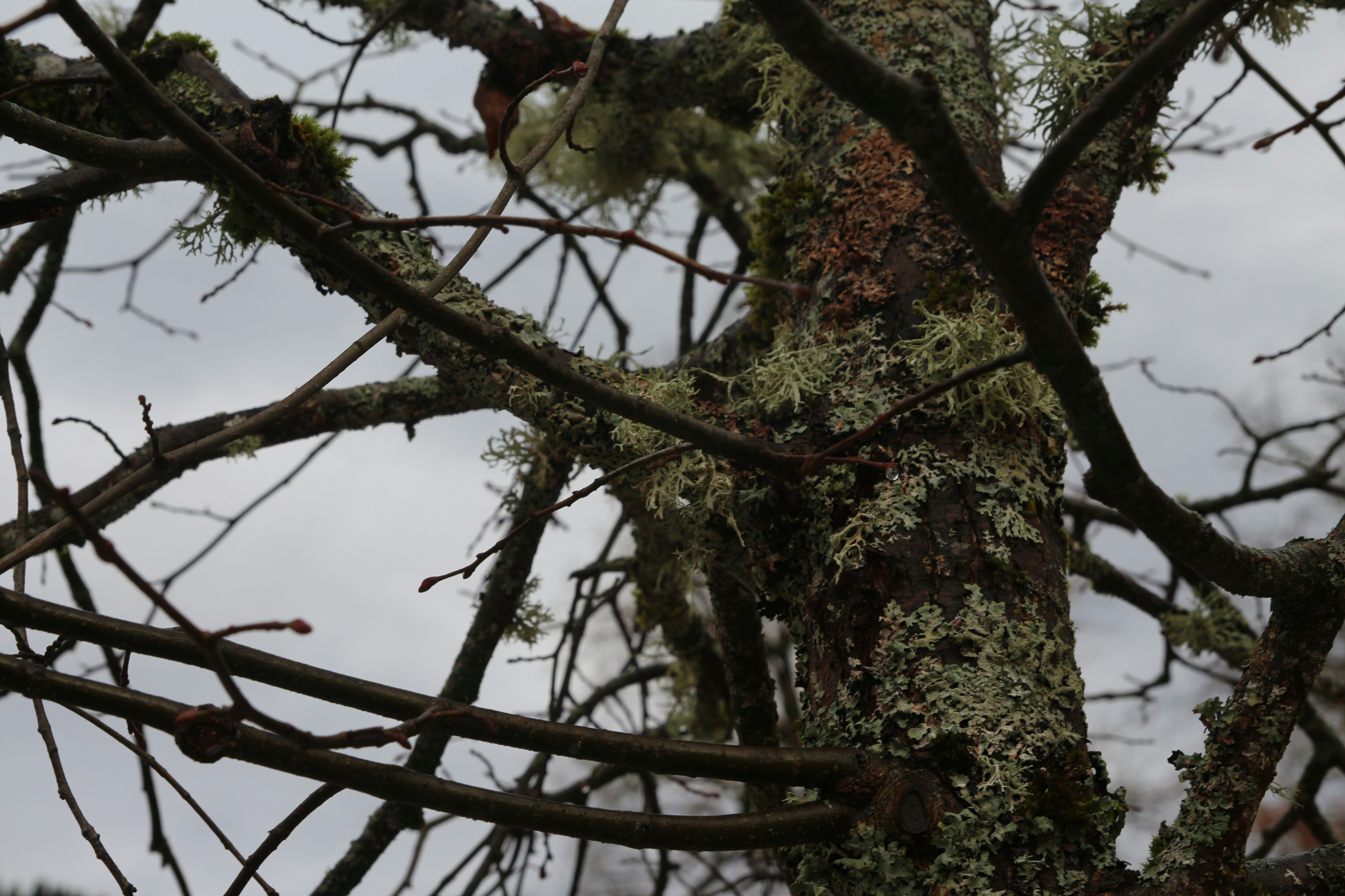 A bird perched on a branch of a tree