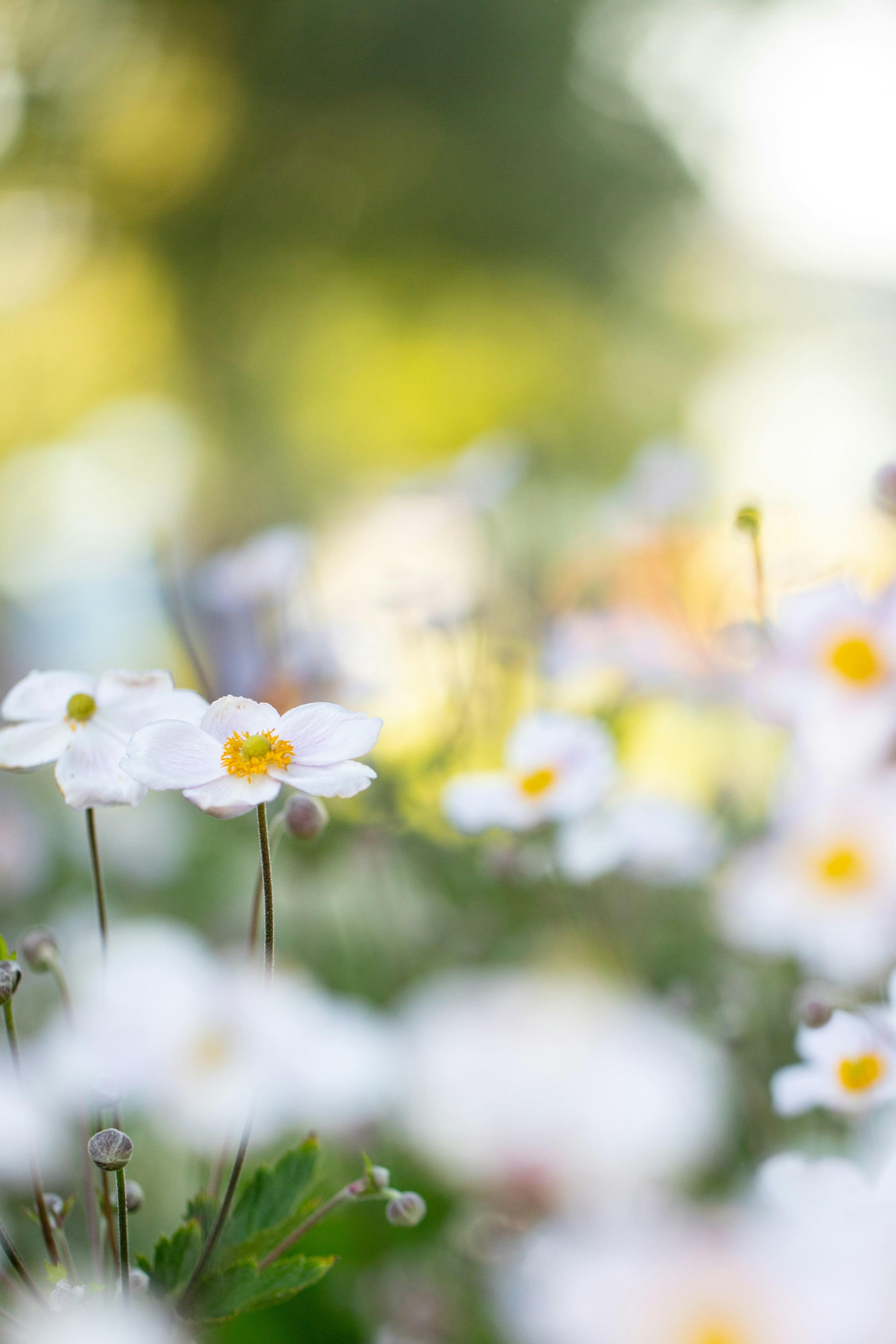 Photo by stef_enheart