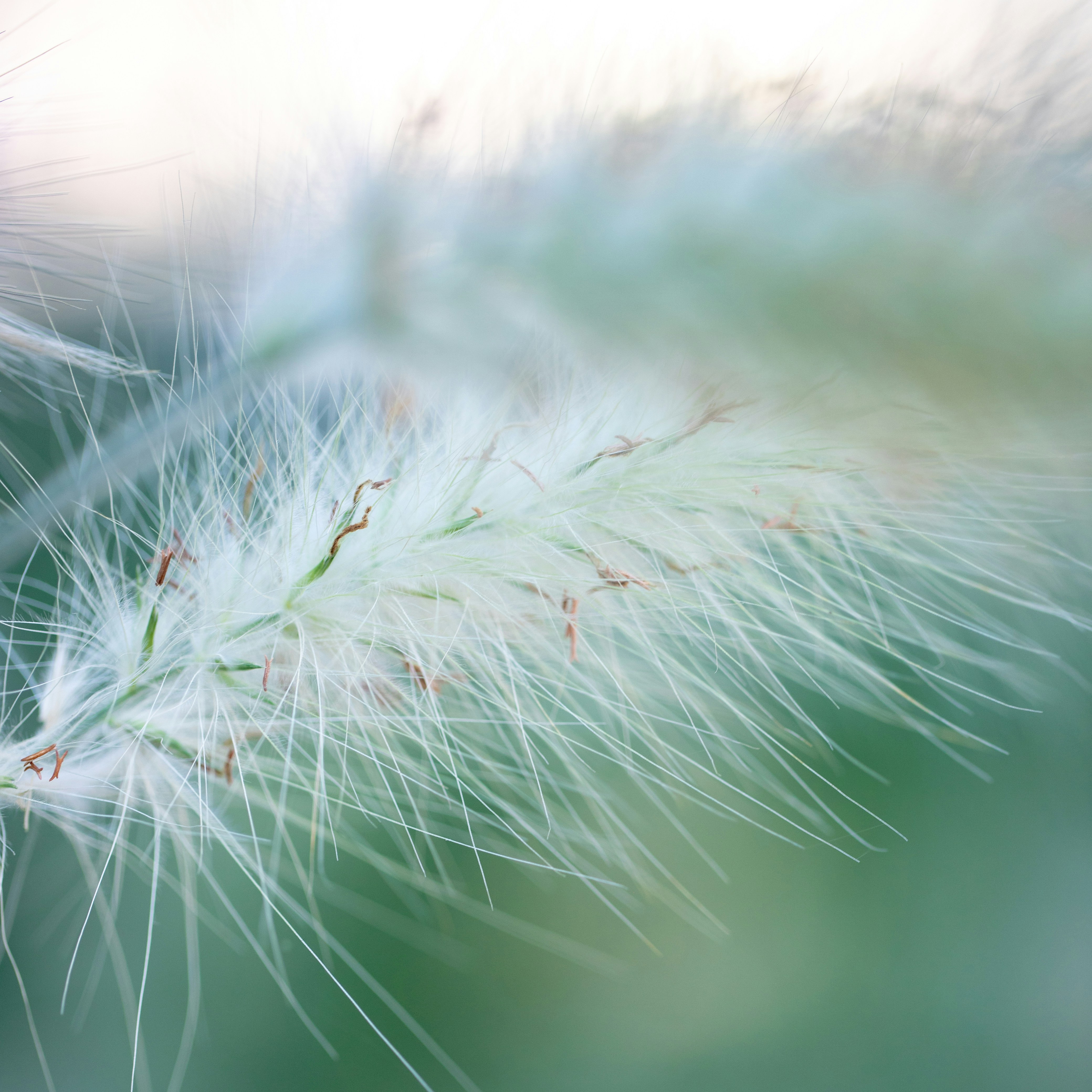 Photo by stef_enheart