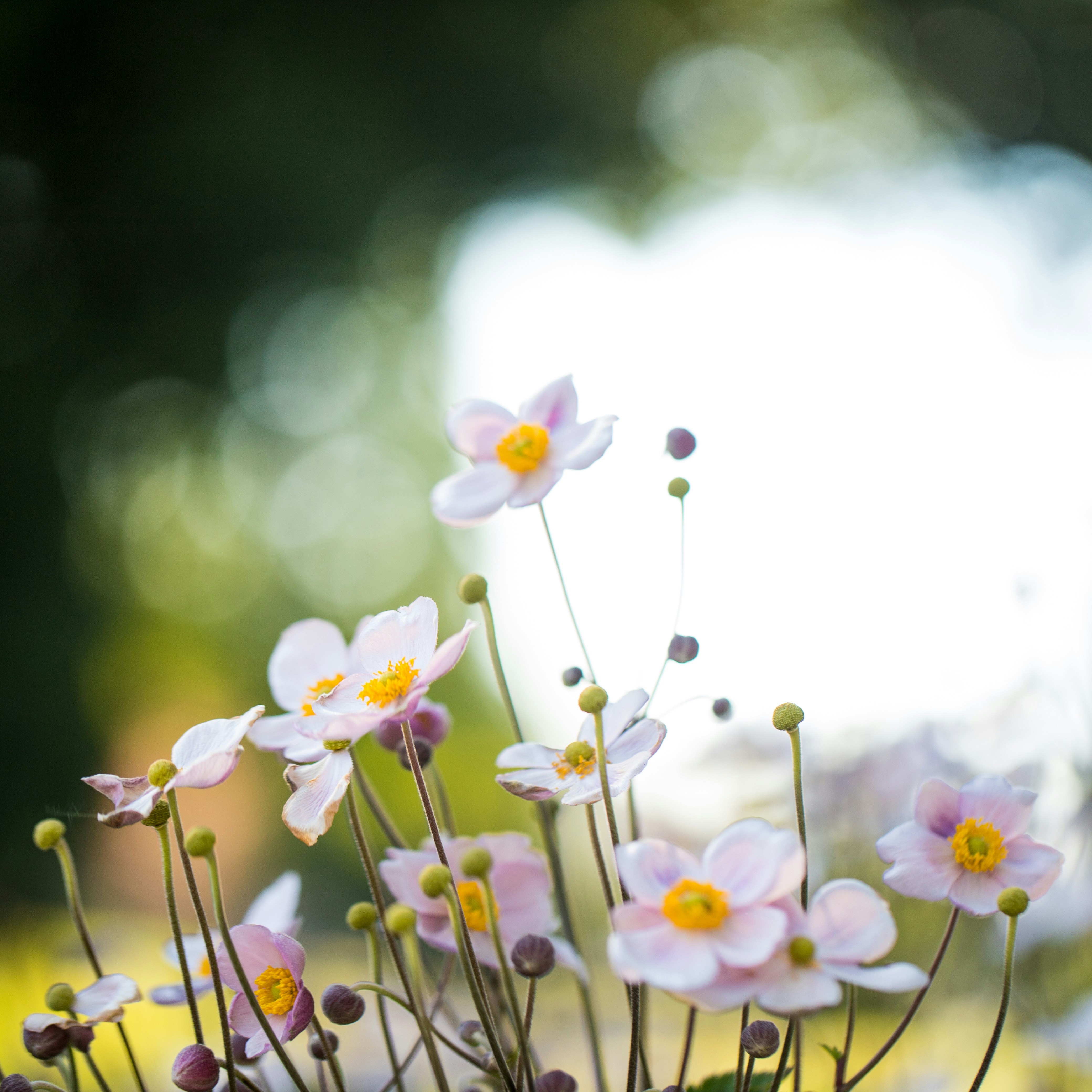 Photo by stef_enheart