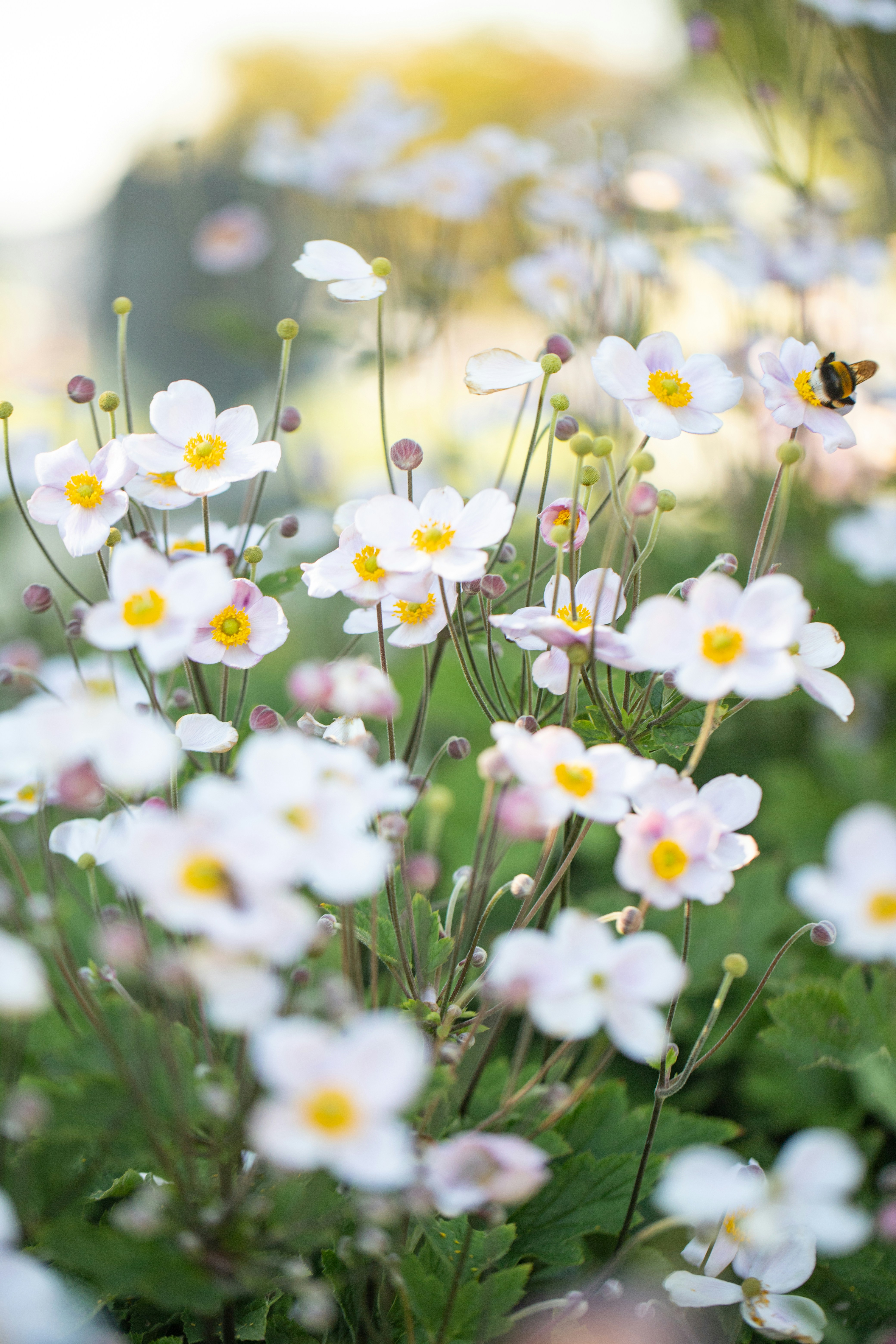 Photo by stef_enheart