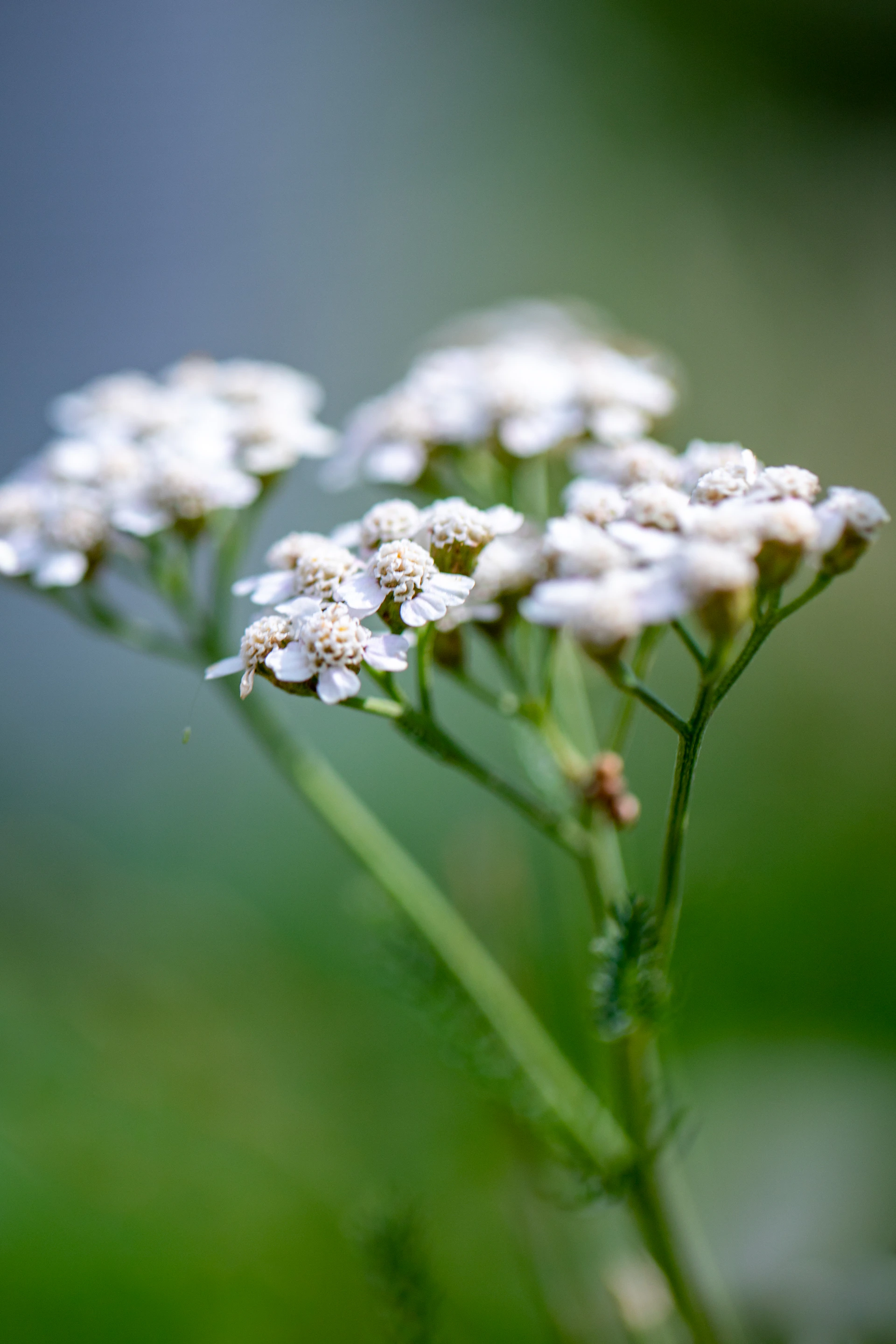 A bunch of small white flowers on a green stem